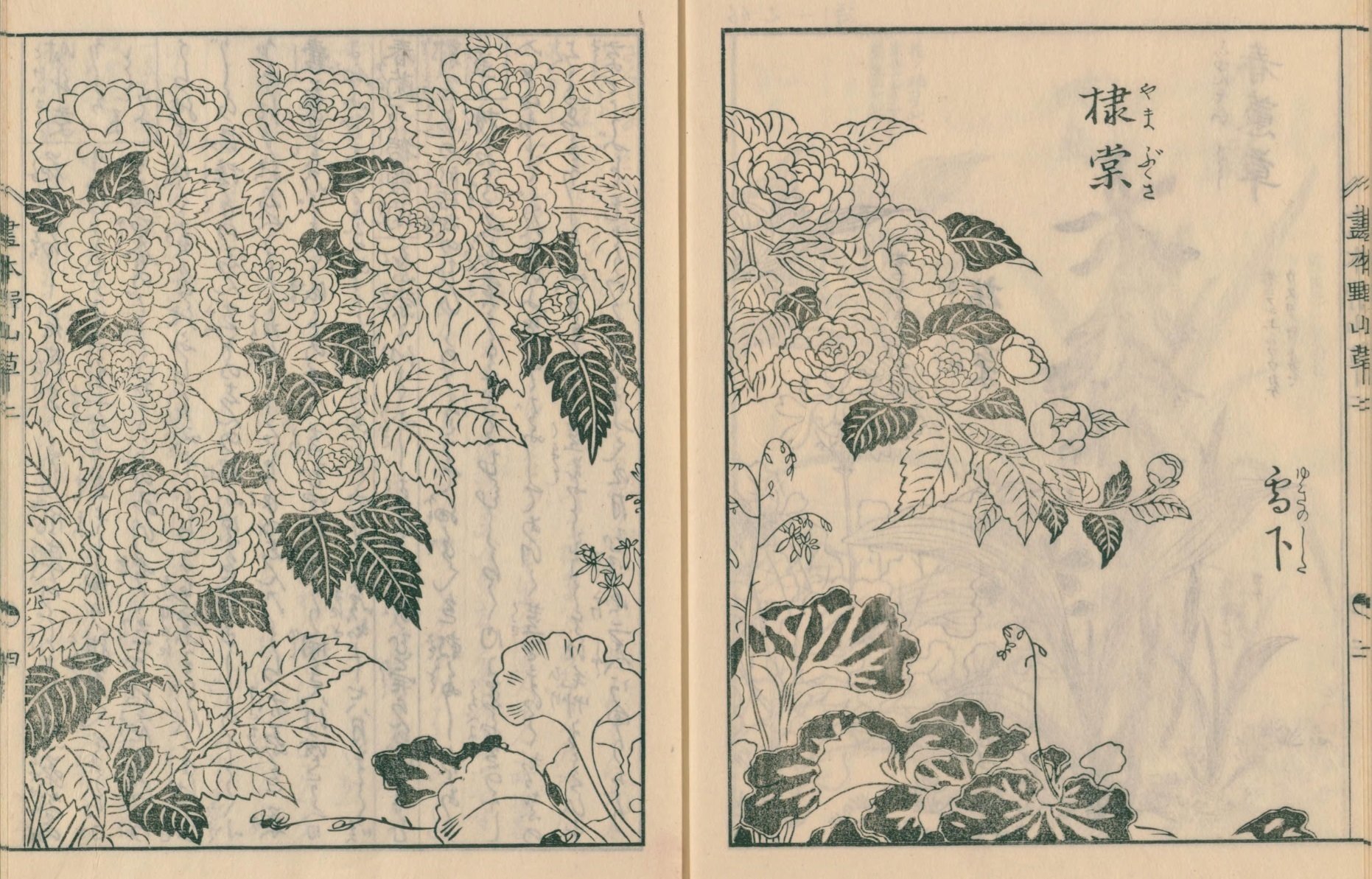 絵本野山草】(9) 時計草／春蘭／時鳥／桜草／春蕙草／やまぶき／雪の下