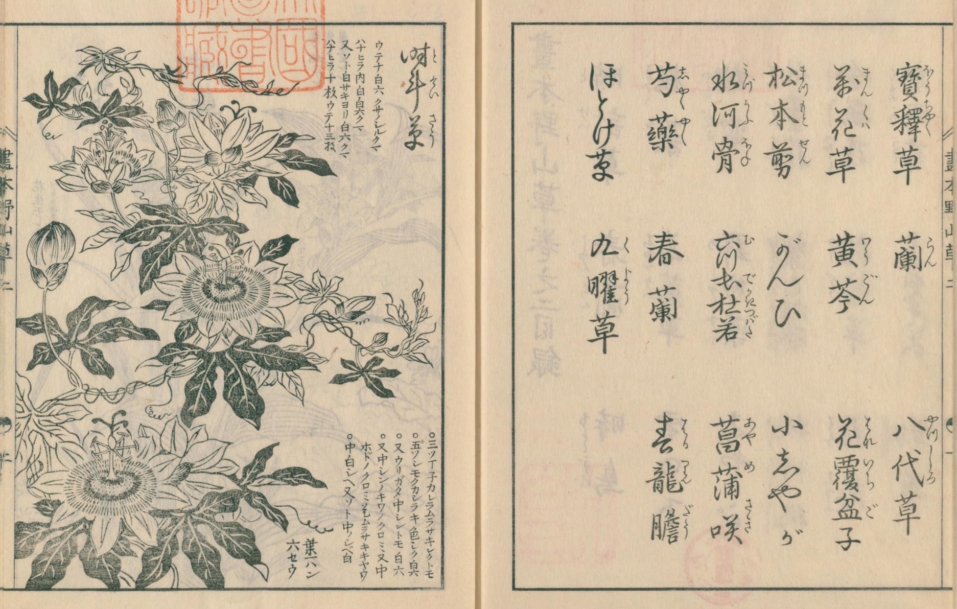 絵本野山草】(9) 時計草／春蘭／時鳥／桜草／春蕙草／やまぶき／雪の下