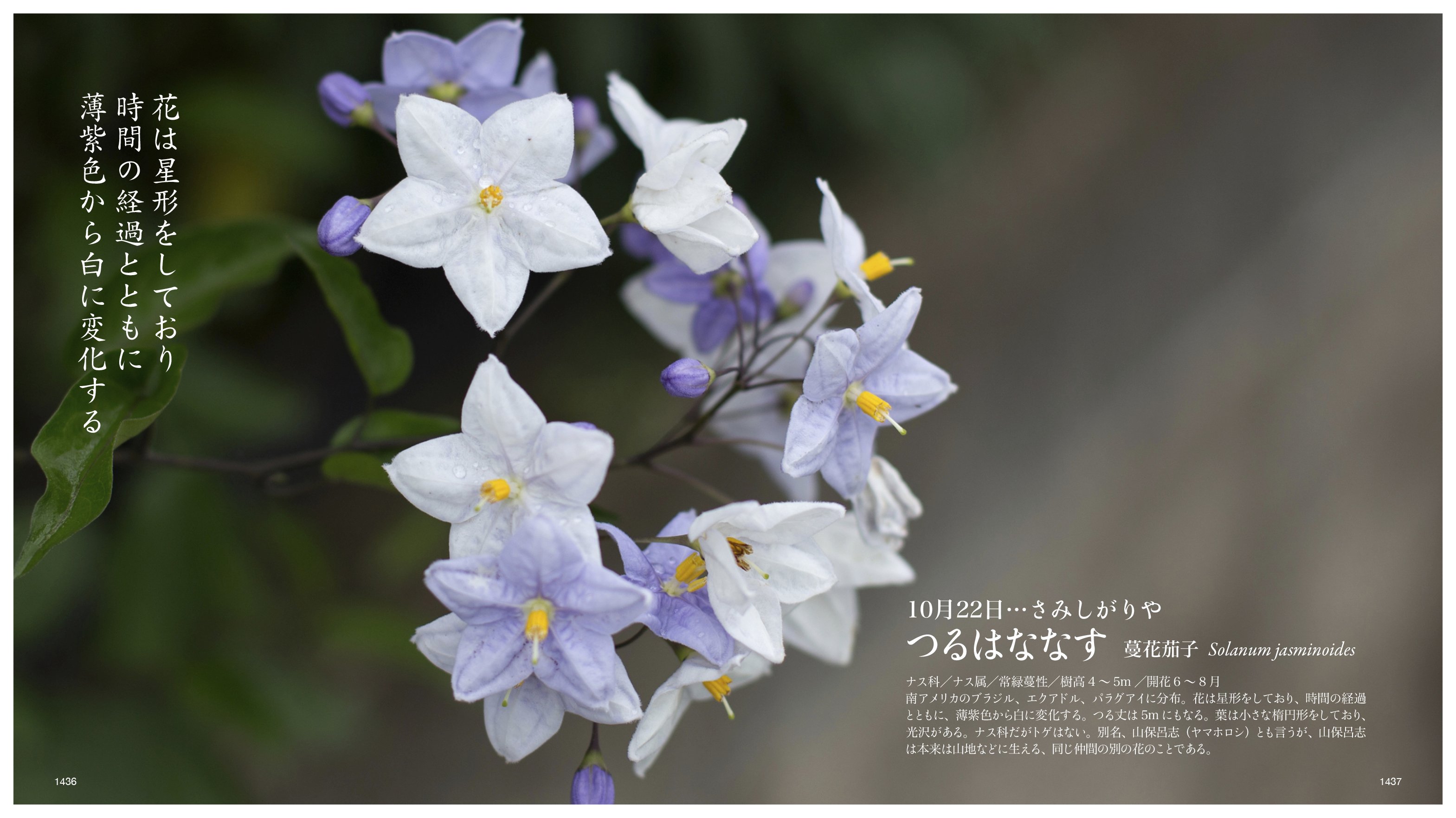 10月22日…さみしがりや｜taku