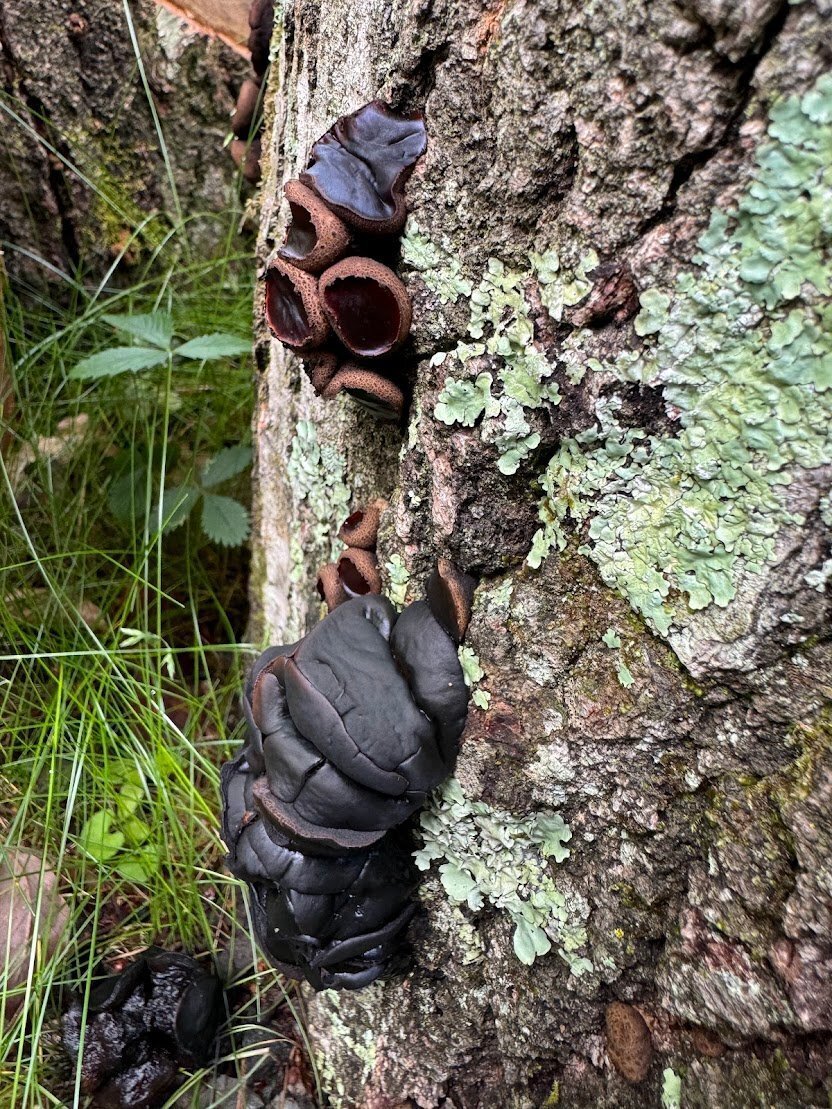 食べるか食べないかの境界線のど真ん中｜ハセQ - 八ヶ岳を歩き回る読書家