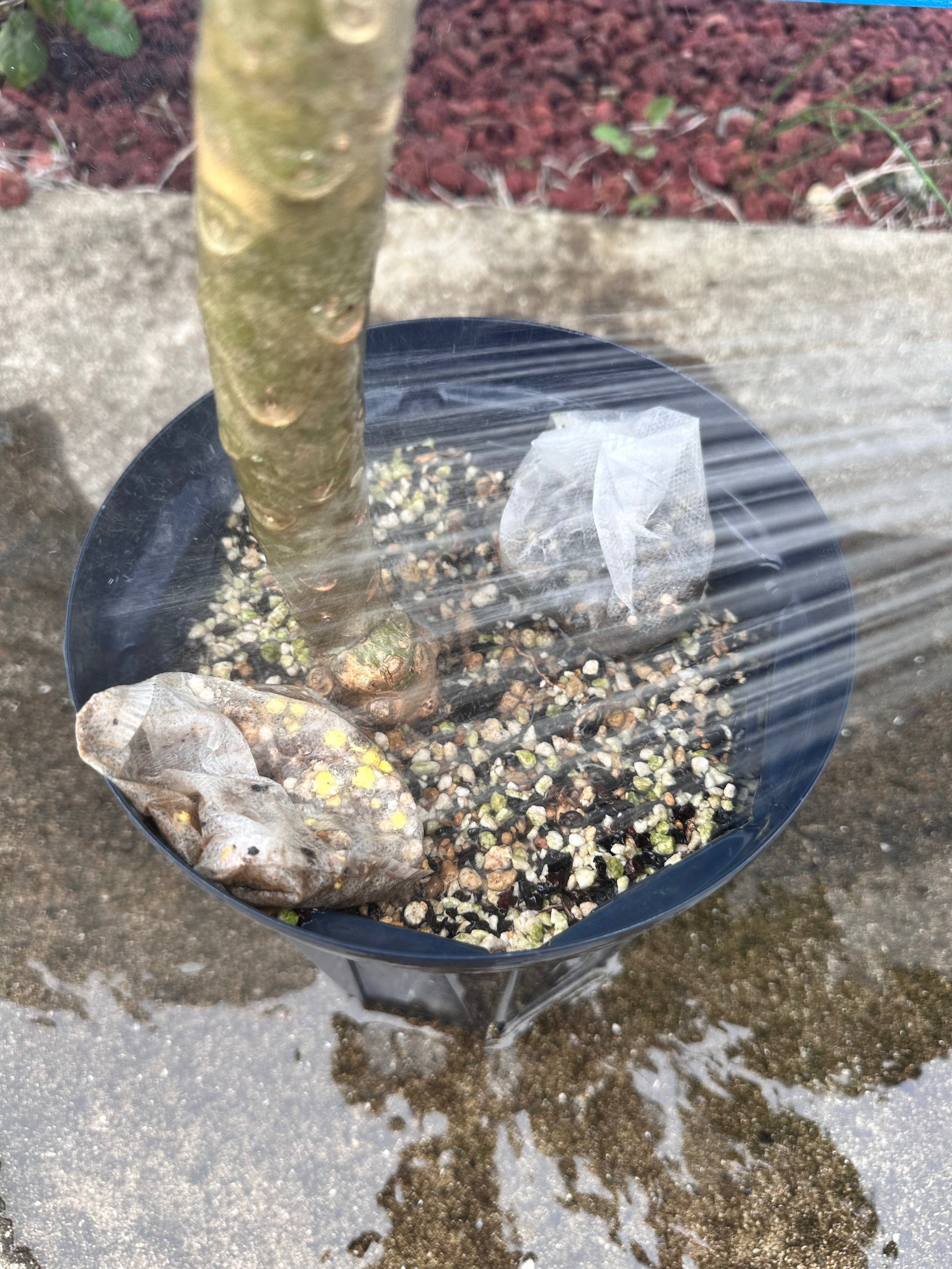 プルメリア6月〜7月｜nahai