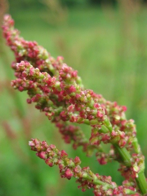かつての里山に暮らす動植物 その3 草～小さくても印象的～｜森