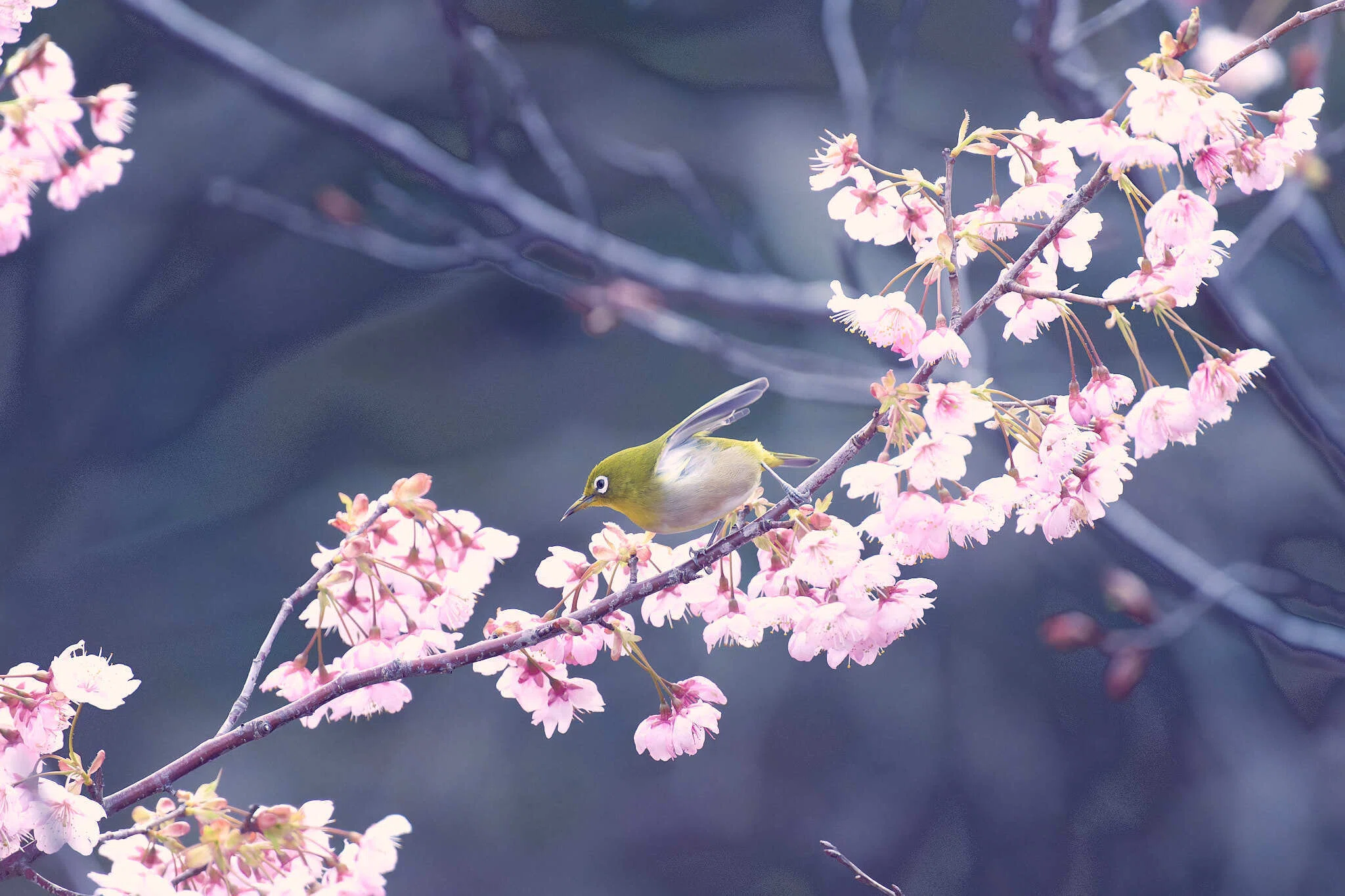 NIKKOR Z 180-600mm f/5.6-6.3 VR｜005 akkiy
