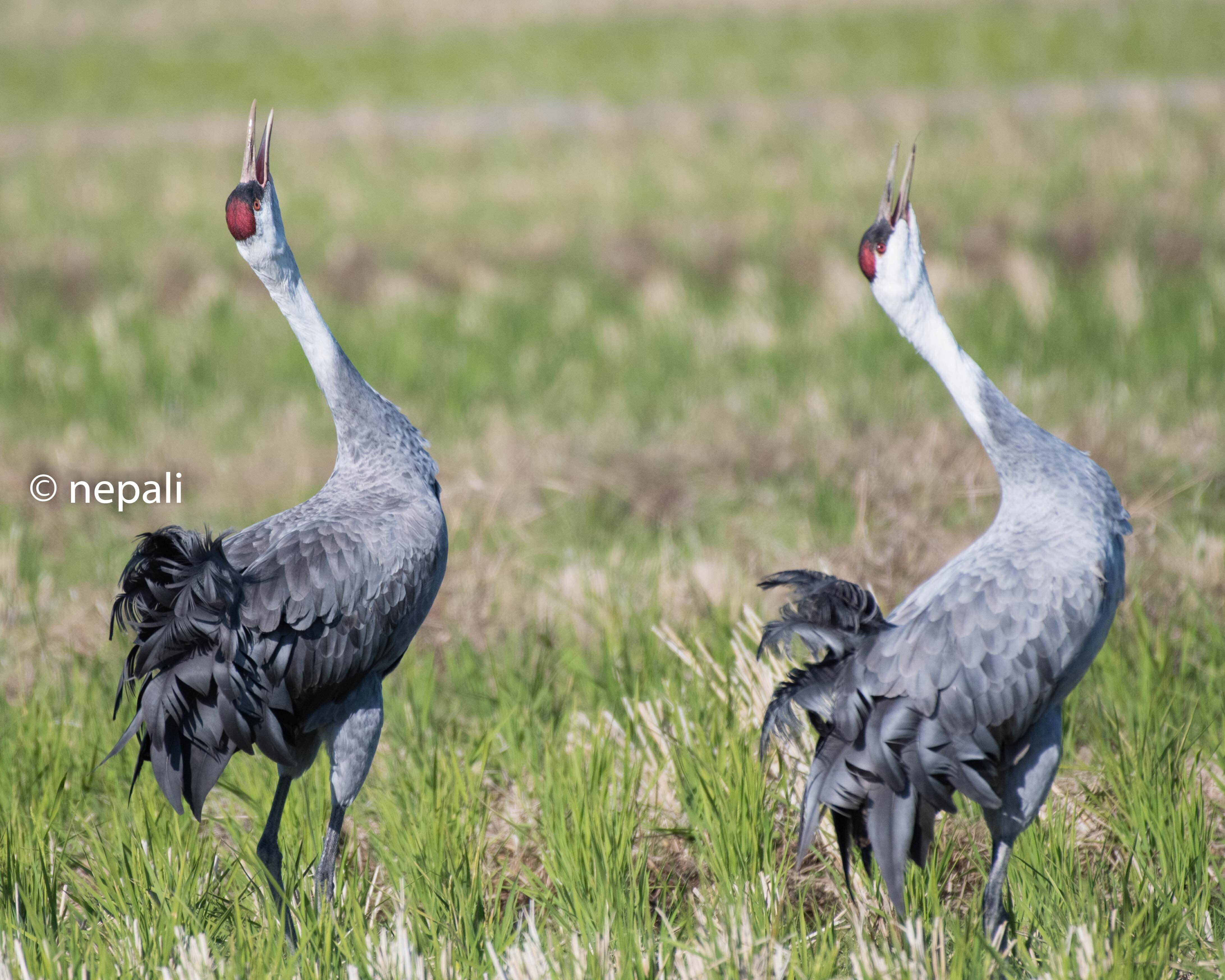 世界ツル大鑑 15の鳥の物語 World's Cranes | 林田 恒夫 |本