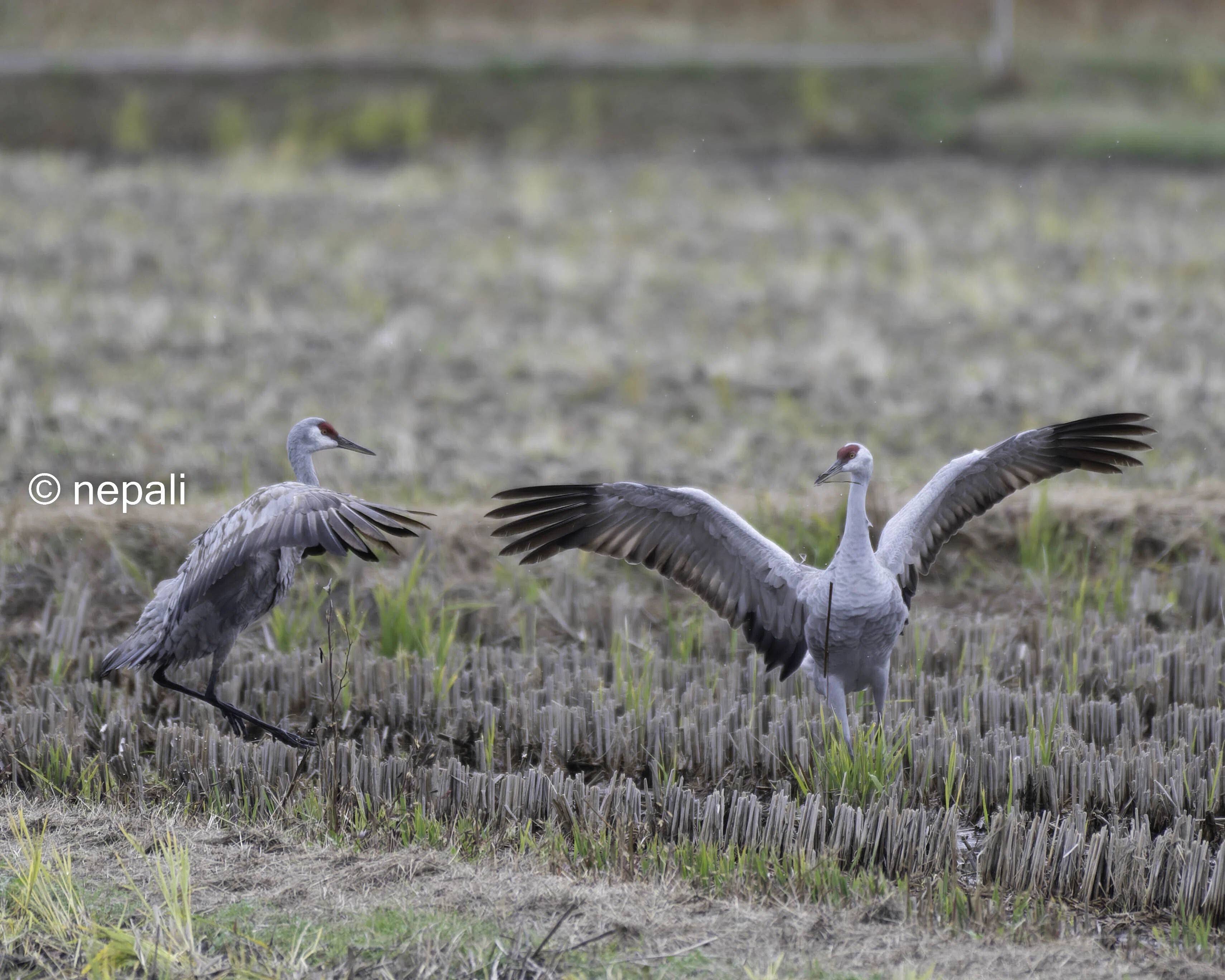 【中古】世界ツル大鑑 15の鳥の物語 World's Cranes 世界ツル大鑑 15の鳥の物語 World's Cranes : Amazon.sg: Books