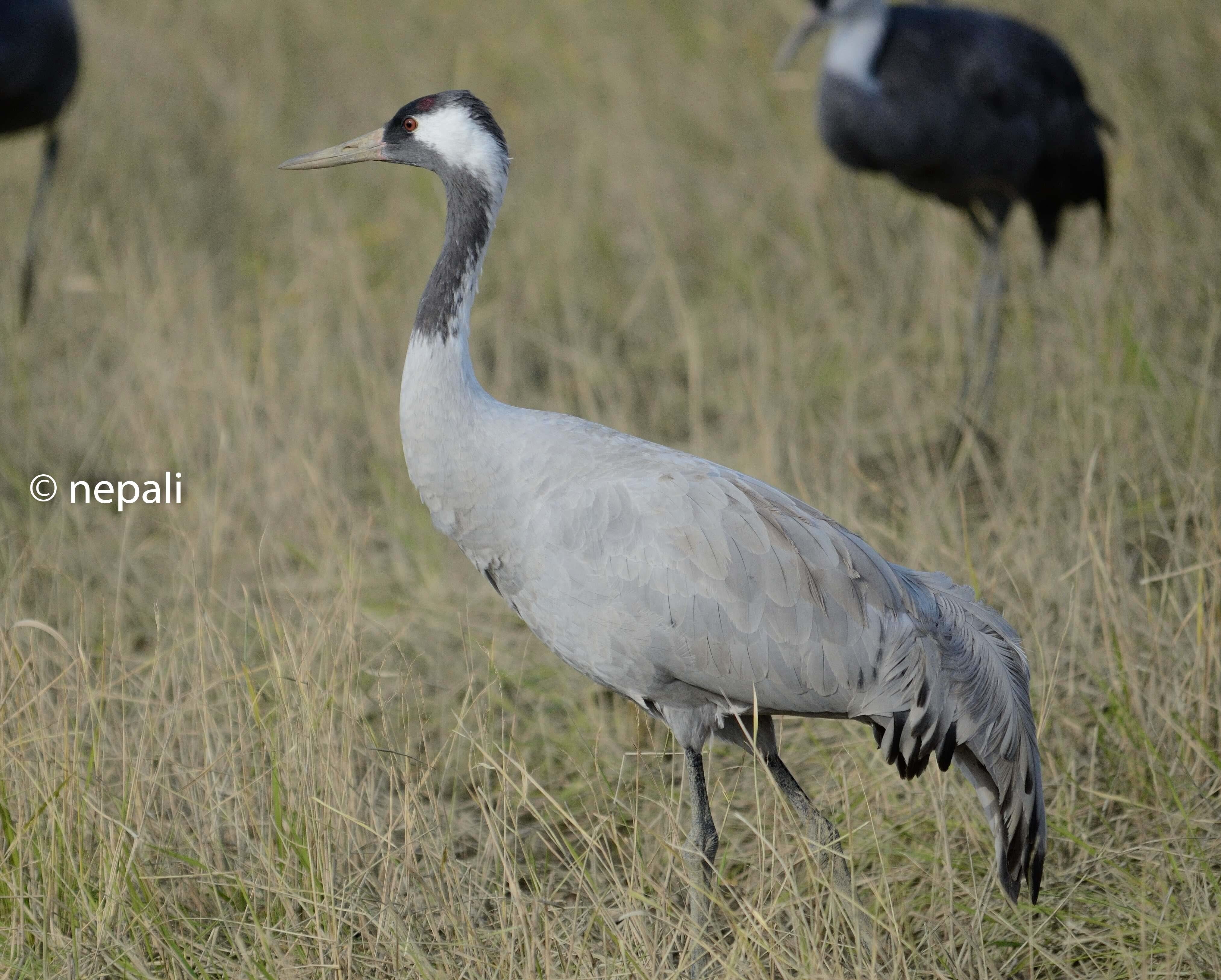 世界ツル大鑑 15の鳥の物語 World's Cranes | 林田 恒夫 |本