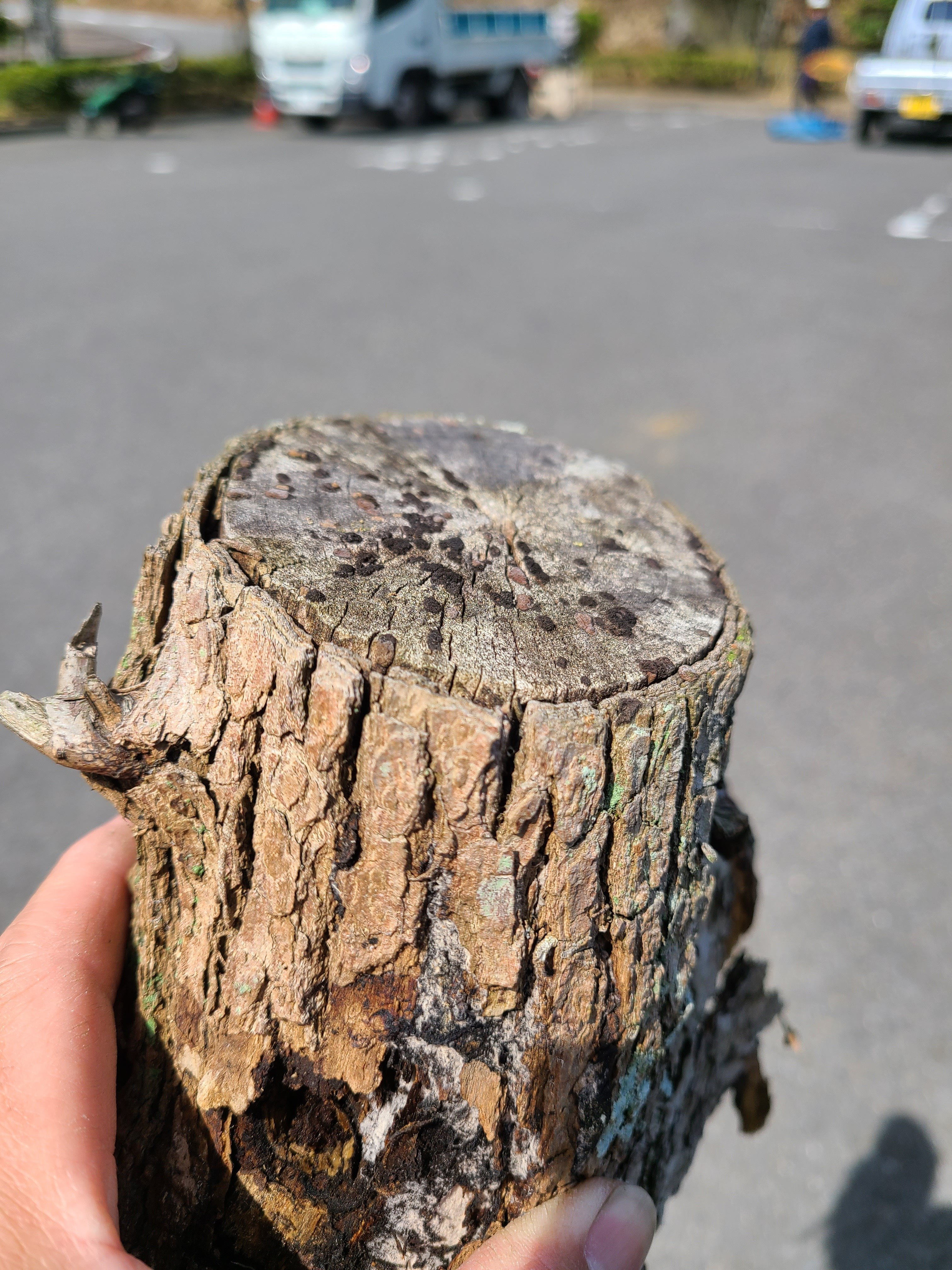 枯れ枝は放置厳禁！樹木にとっての悪影響と対策｜midoritoridori