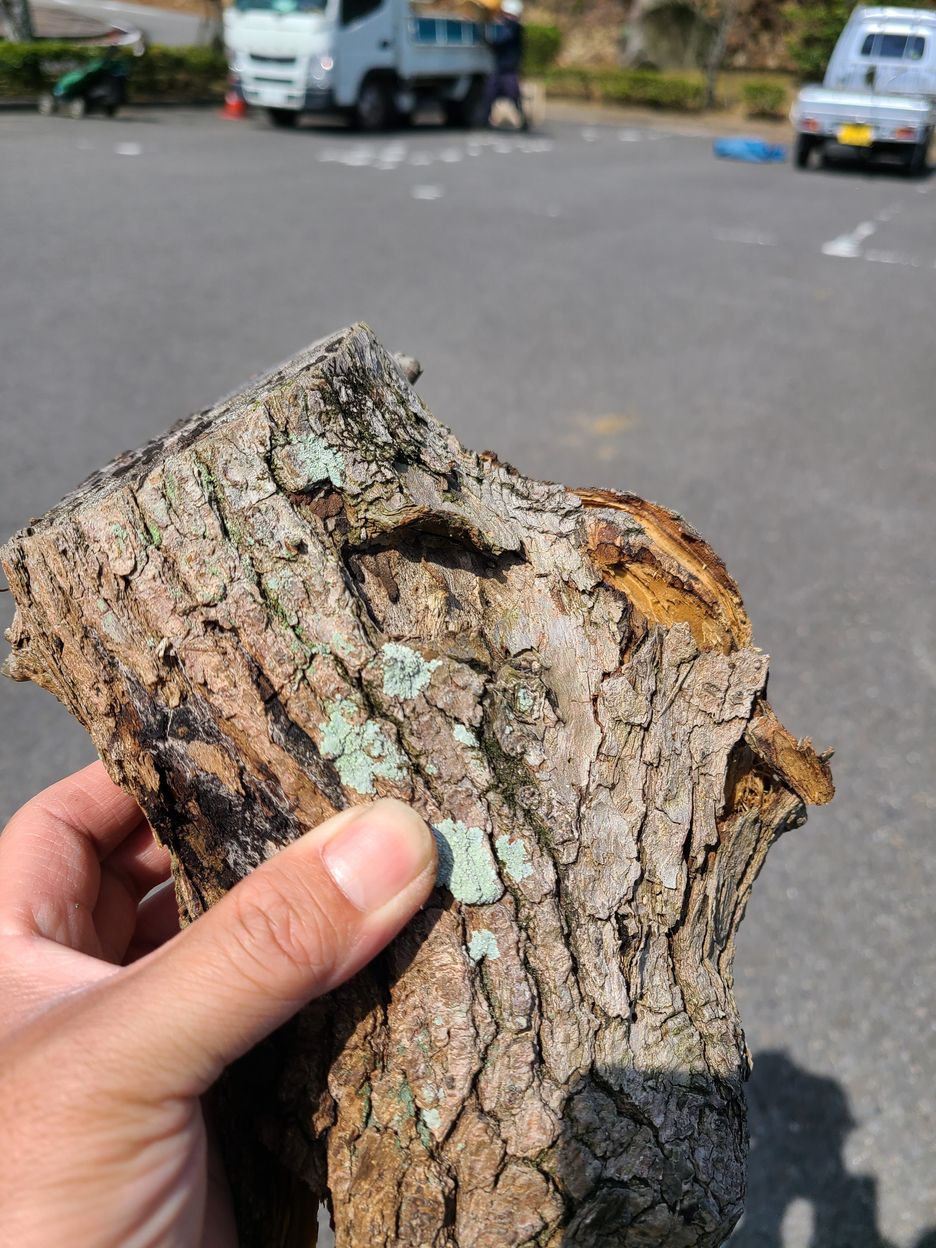 枯れ枝は放置厳禁！樹木にとっての悪影響と対策｜midoritoridori