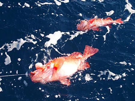 フルレンタルタックルで挑む深海魚！初めてのアコウダイ釣り 三崎北条