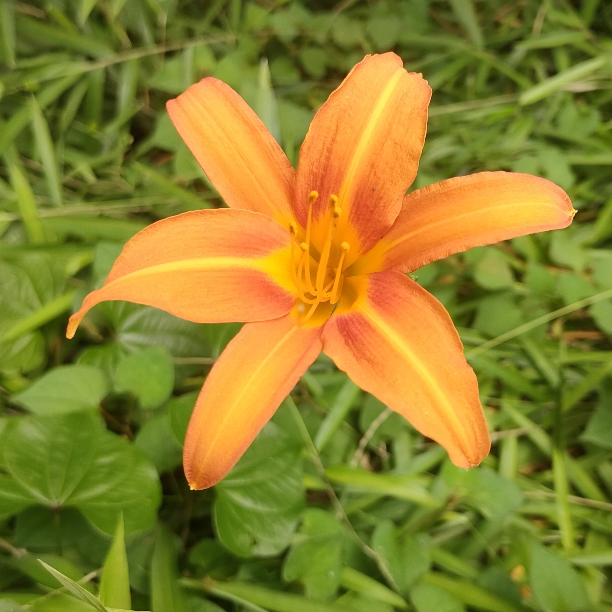 太宰治の足跡をたどる―三鷹編｜眠り猫, image size:2000x2000