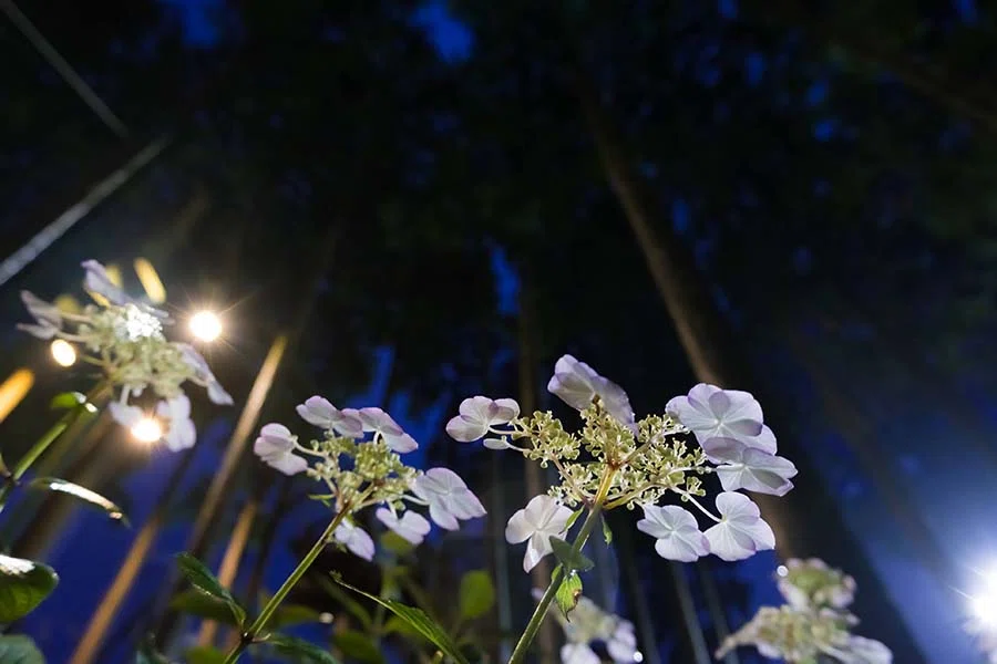 夜の紫陽花＠X-T50 XF1650｜borichan | 旅するカメラ