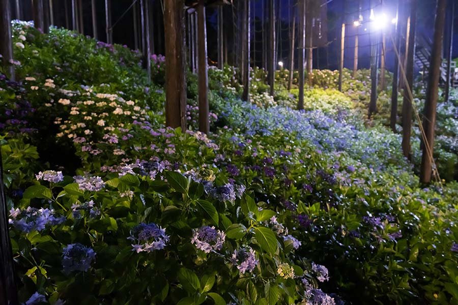 紫陽花 茎が黒い！ 黒軸紫陽花 『サクソン 未希』 | Flower Species,アジサイ