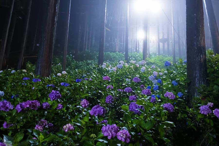 夜の紫陽花＠X-T50 XF1650｜borichan | 旅するカメラ