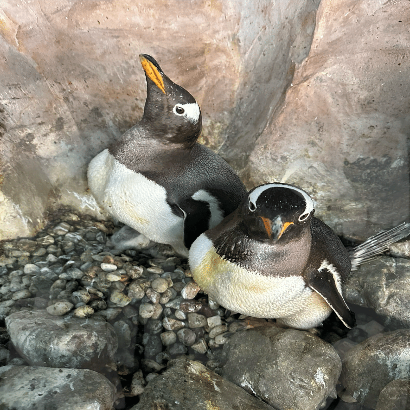 ジェンツーペンギンの雛が誕生しました！｜那須どうぶつ王国公式note