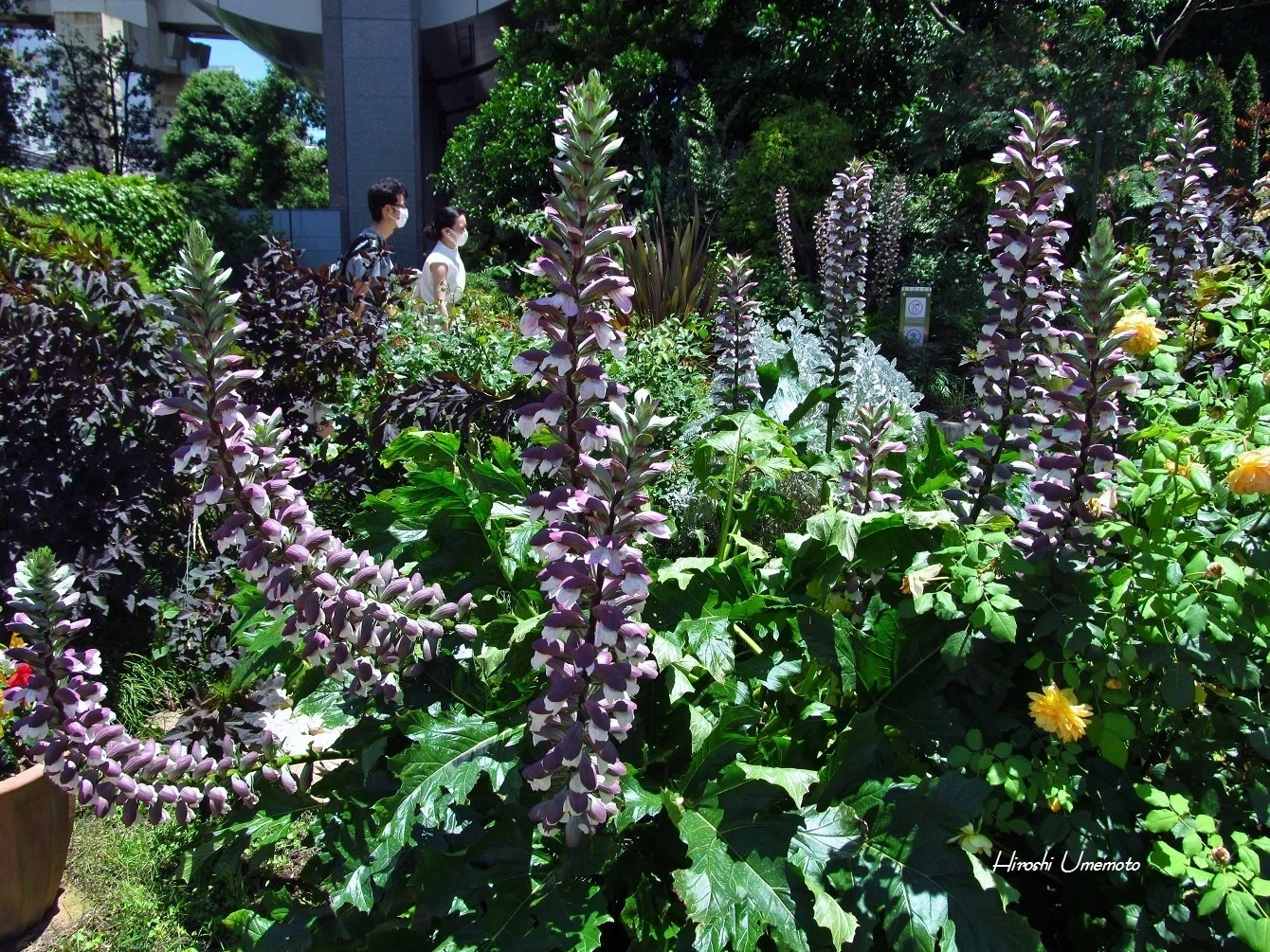 アカンサス（Acanthus）｜ume_hiro