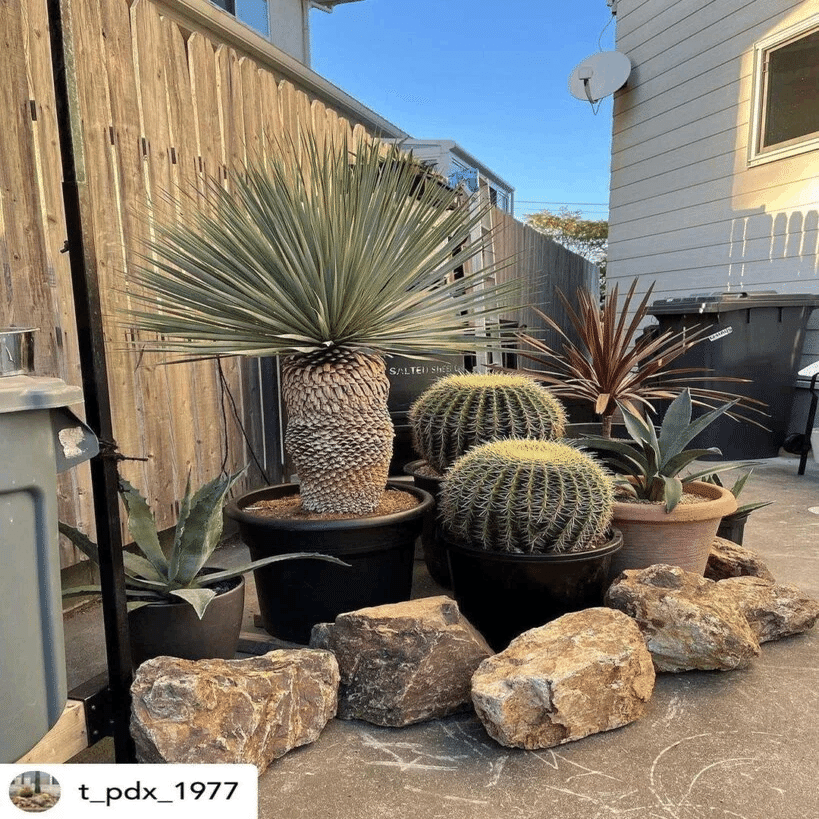 おしゃれでモダンなロックガーデンをつくりたい！ポイントと注意点を