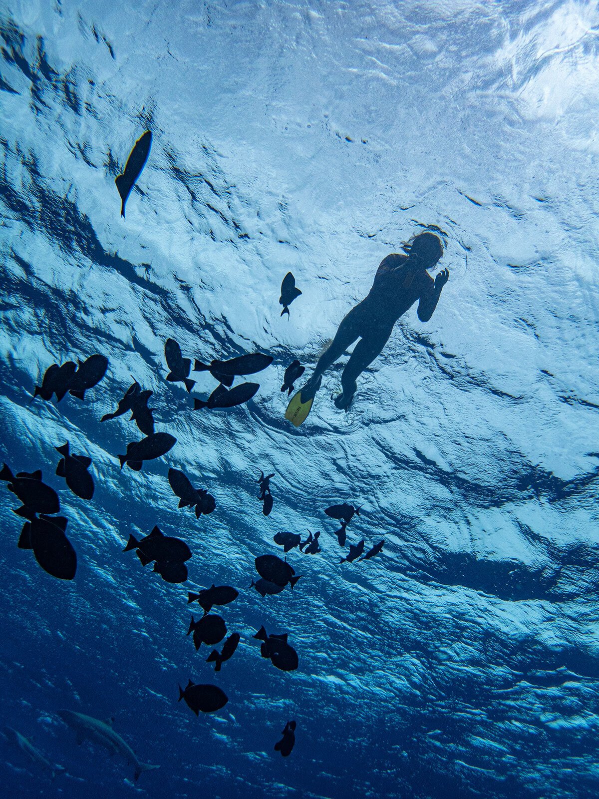 赤500本、ＯＰ400本、あまがし100本 ランボルギーニ カウンタック LP400(レッド)｜株式会社 青島文化教材社