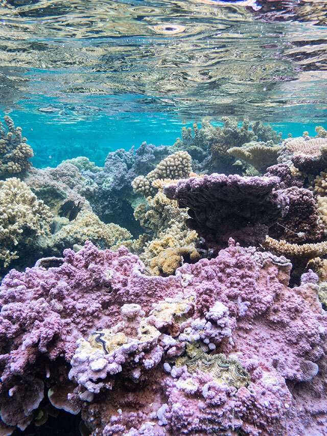 赤500本、ＯＰ400本、あまがし100本 0fcd11611c0860a0fcd6fabcbbc7c9