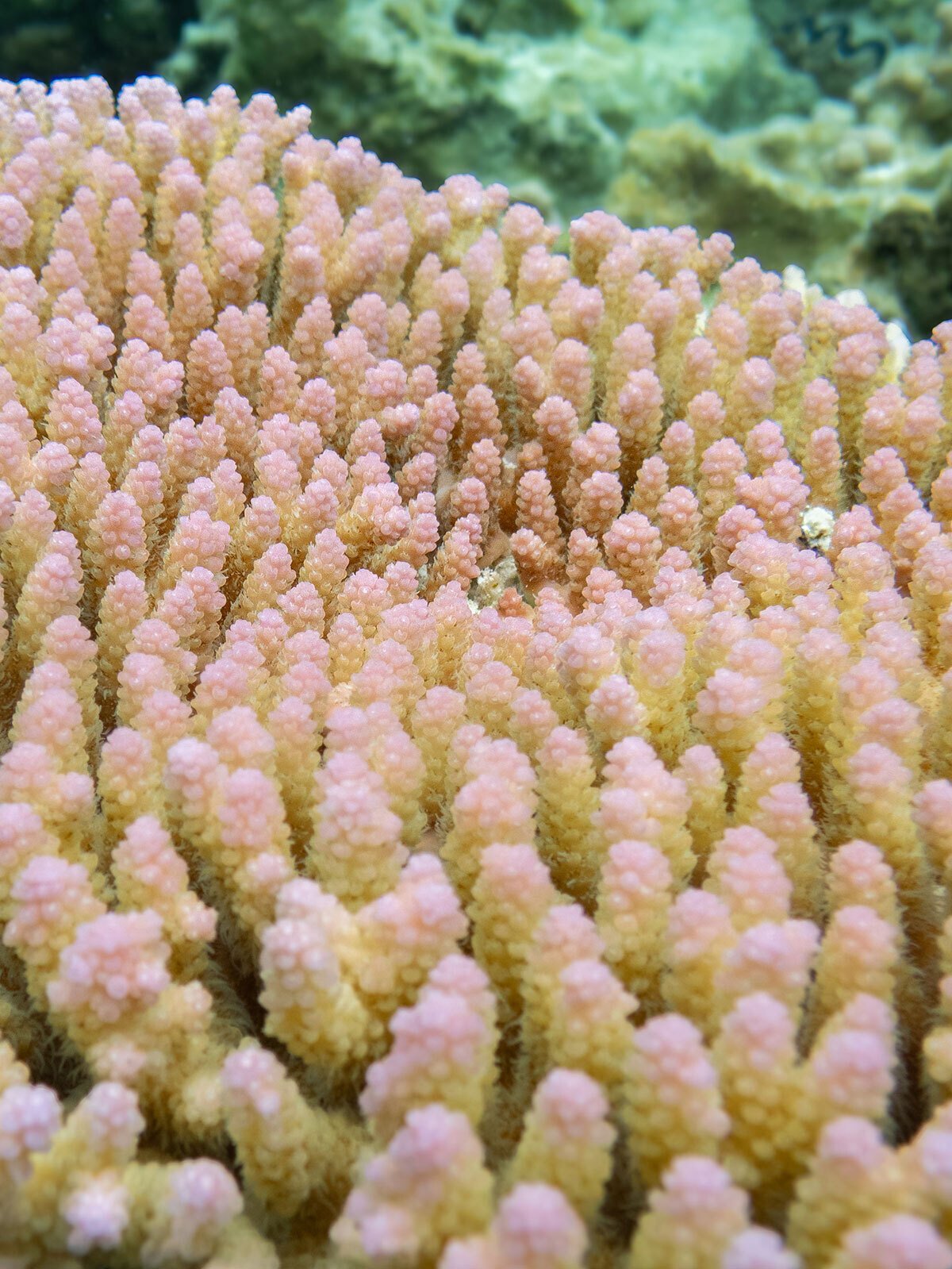 うみまる様 Mari様 Mary様 mari様 Mari様 MARi (@zx_mari) / X