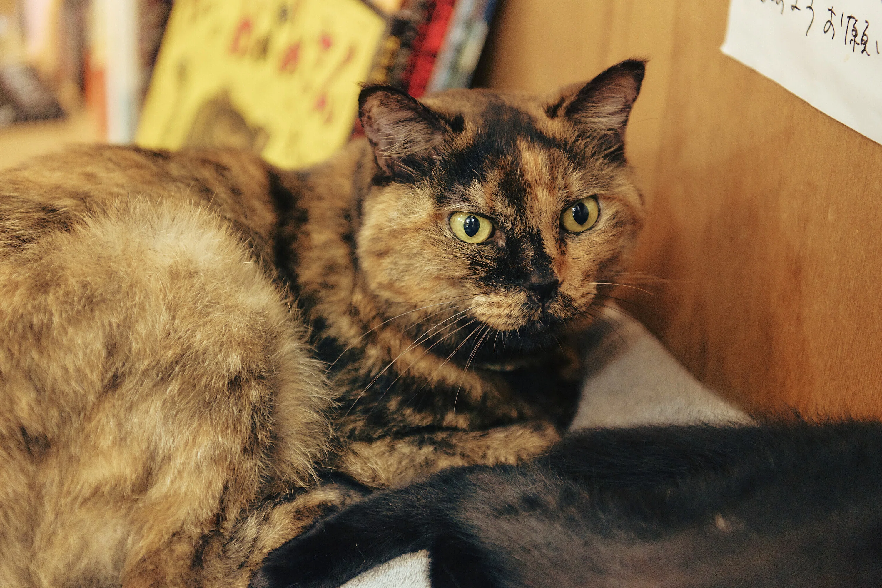 猫たちによる、猫たちのための猫本専門店「Cat's Meow Books」をナビ