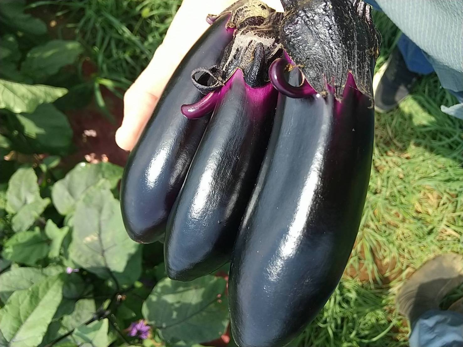 野菜 7月 野菜BOX 〜夏野菜本格的始動！〜｜かなやさ タク