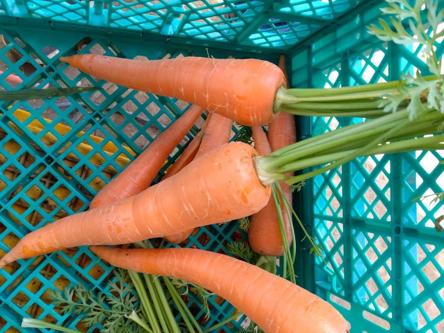 7月 野菜BOX 〜夏野菜本格的始動！〜｜かなやさ タク