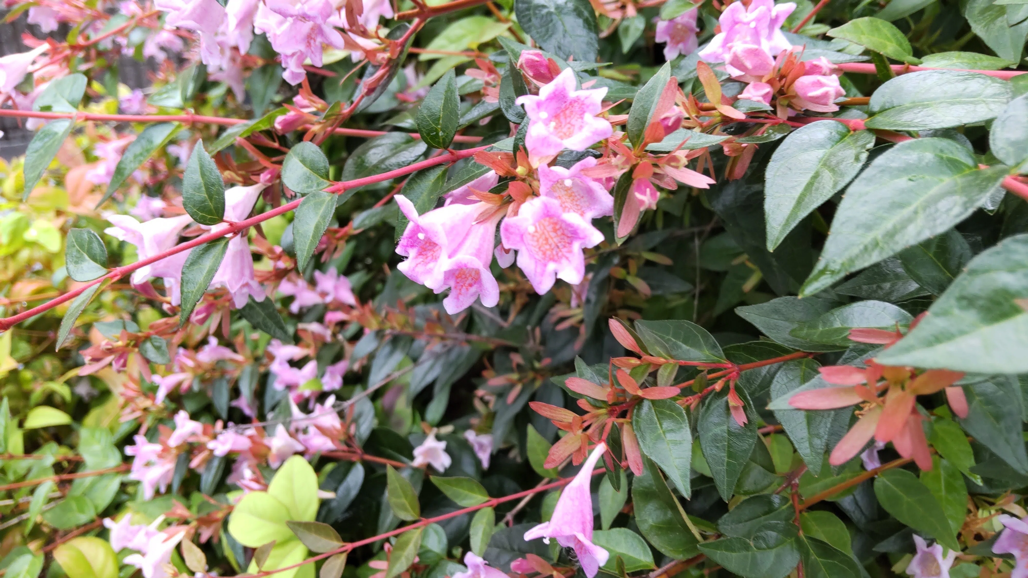 木に咲く花は｜haruka