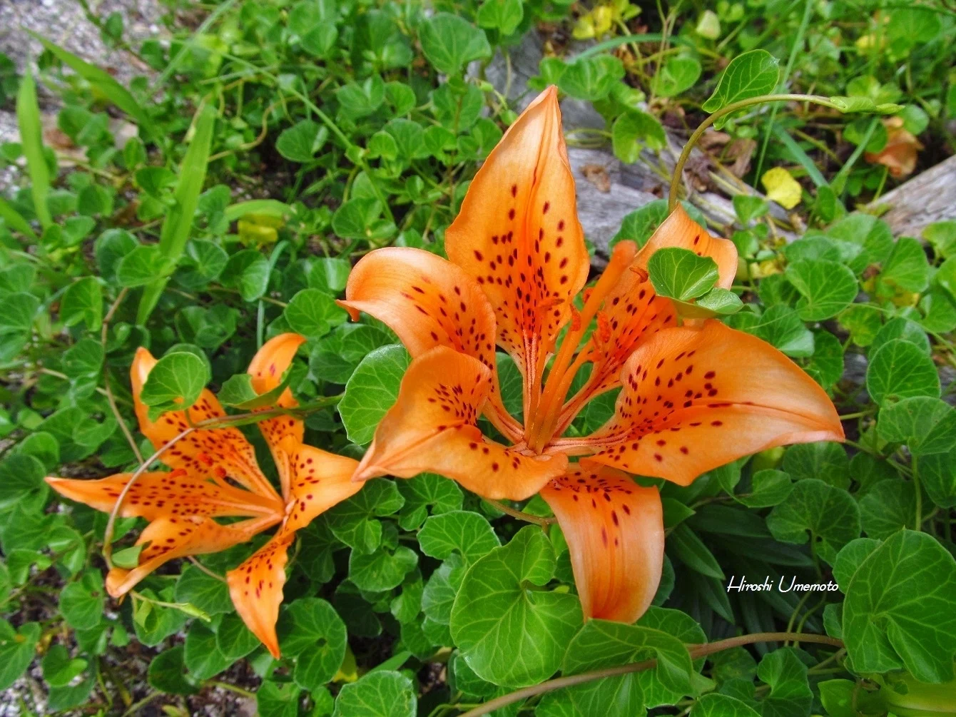 スカシユリ（透かし百合）Lilium maculatum｜ume_hiro