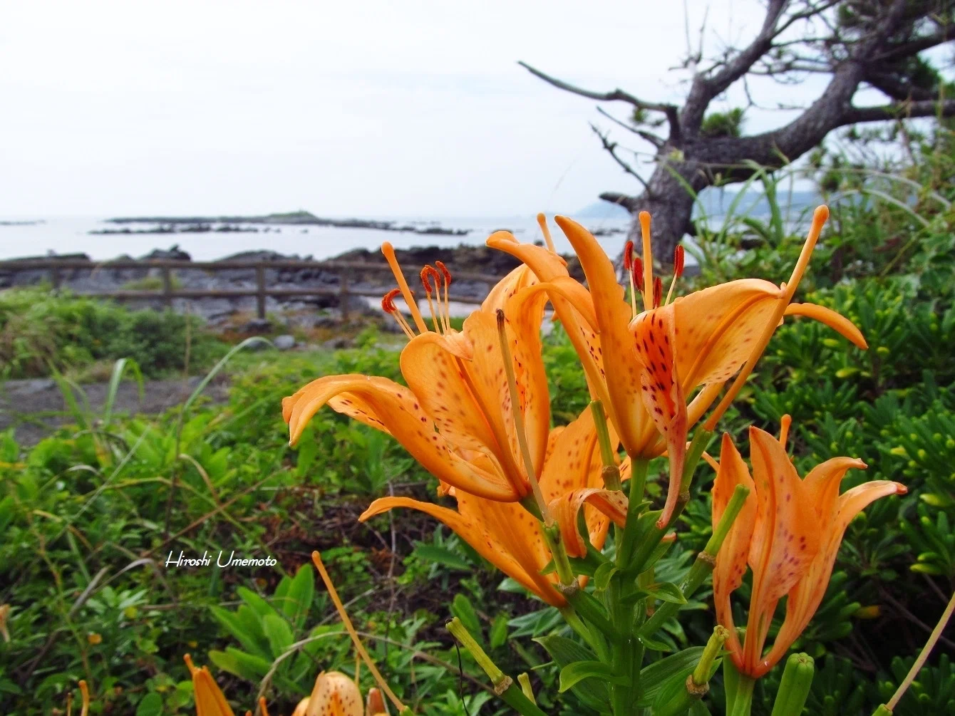 スカシユリ（透かし百合）Lilium maculatum｜ume_hiro