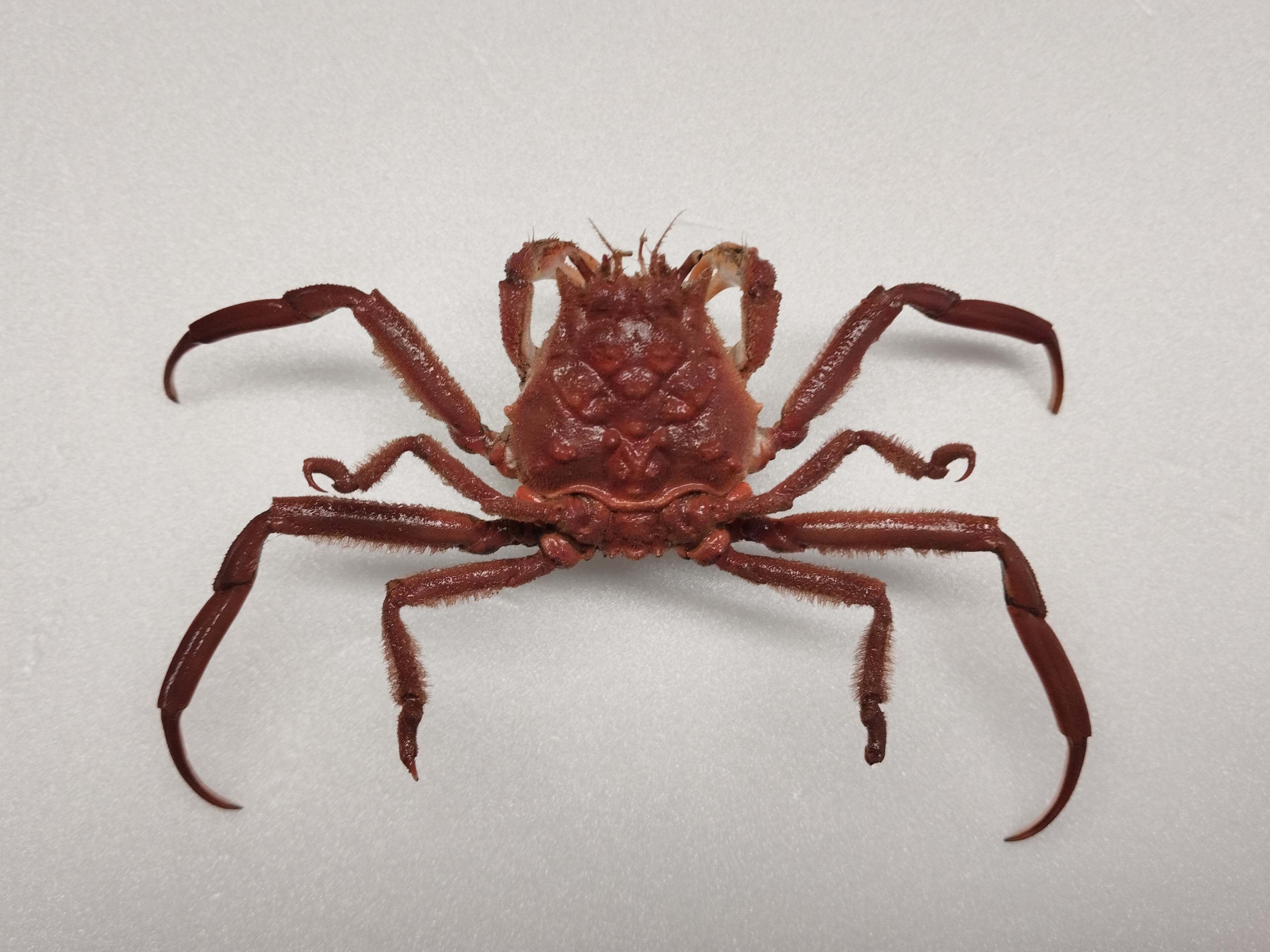 キメンガニの剥製を作ってみた｜魚道部！/ 剥製師 力石眞弘 (ﾁｶﾗｲｼ ﾏｻﾋﾛ)