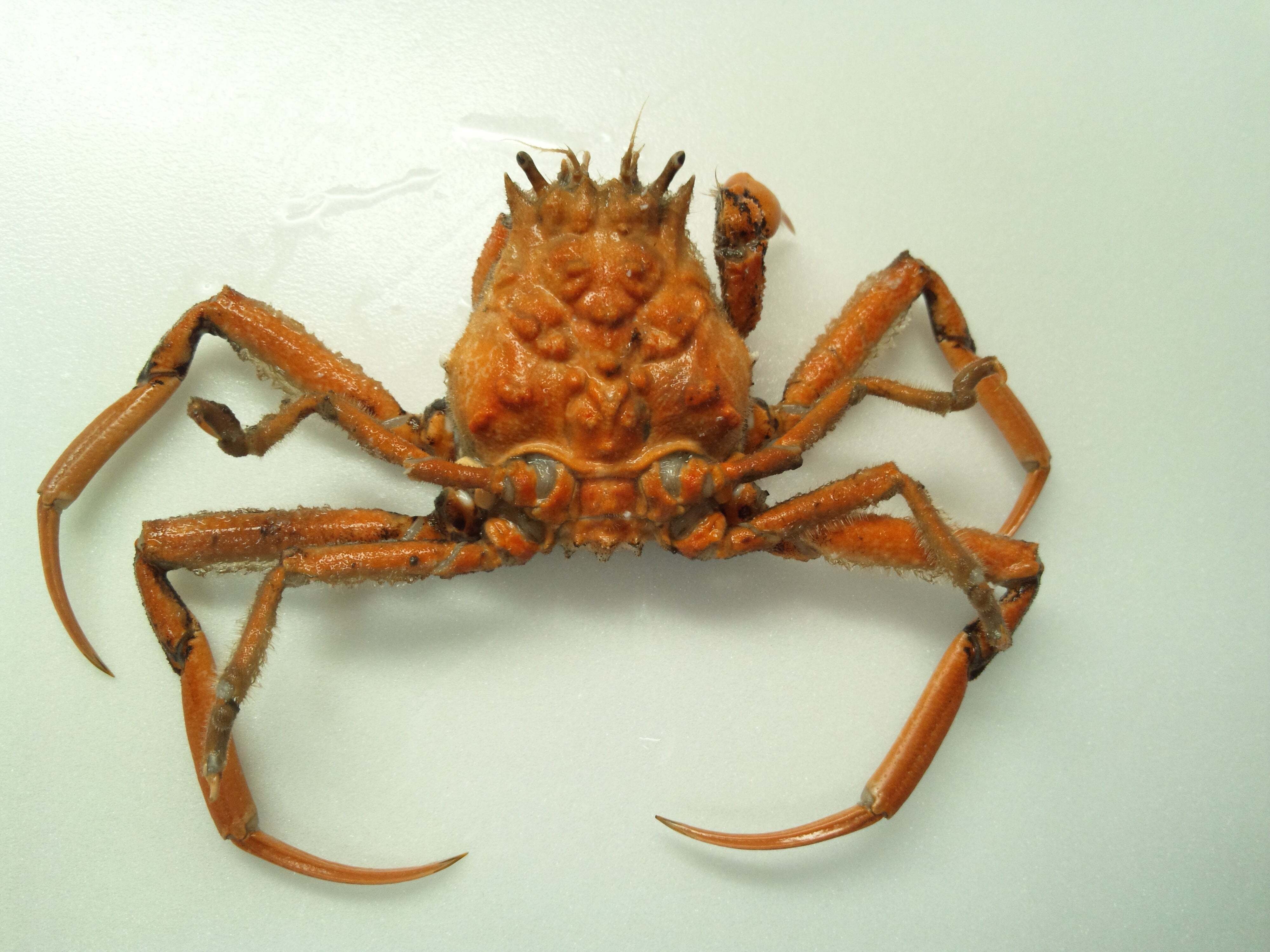 キメンガニの剥製を作ってみた｜魚道部！/ 剥製師 力石眞弘 (ﾁｶﾗｲｼ ﾏｻﾋﾛ)