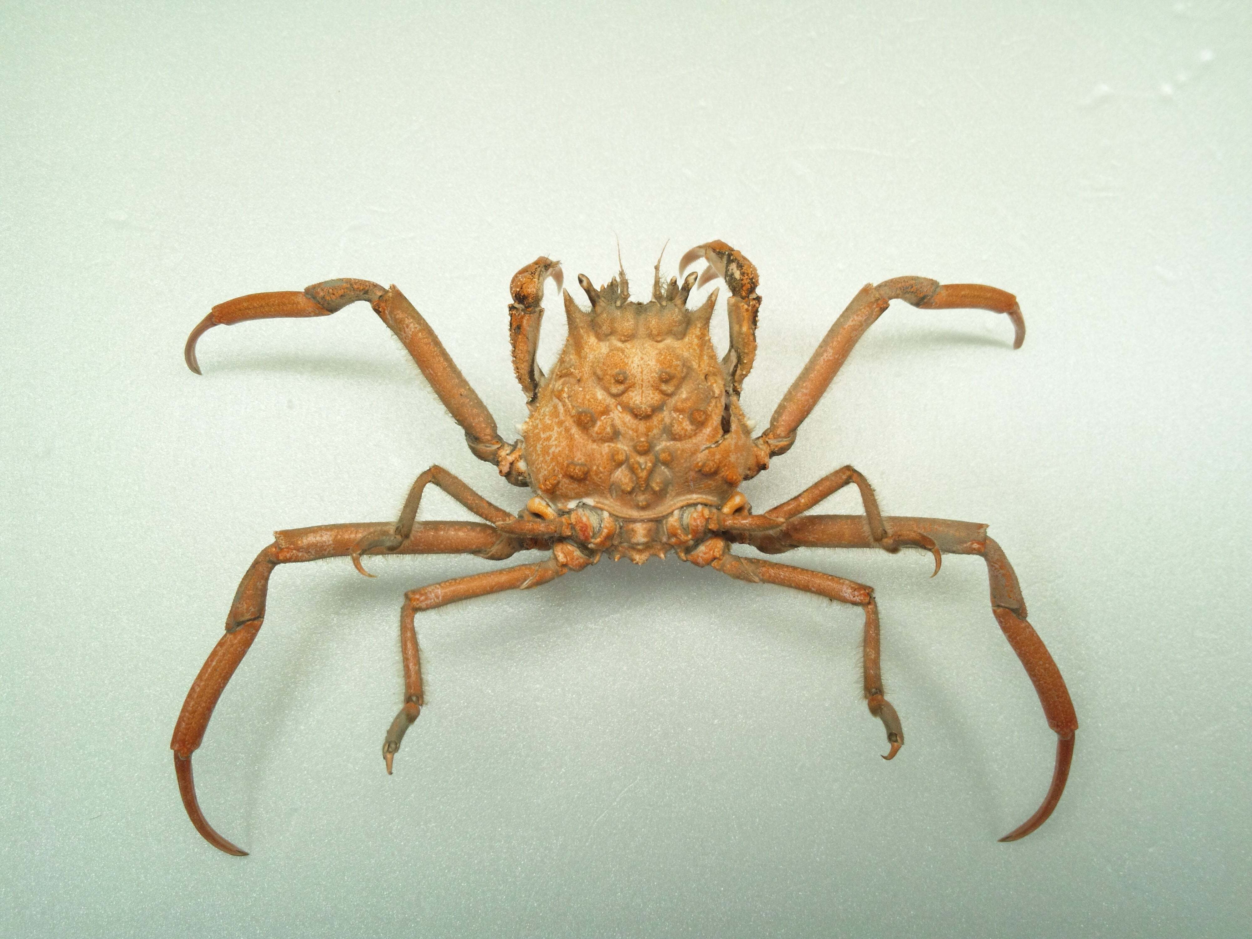 キメンガニの剥製を作ってみた｜魚道部！/ 剥製師 力石眞弘 (ﾁｶﾗｲｼ ﾏｻﾋﾛ)