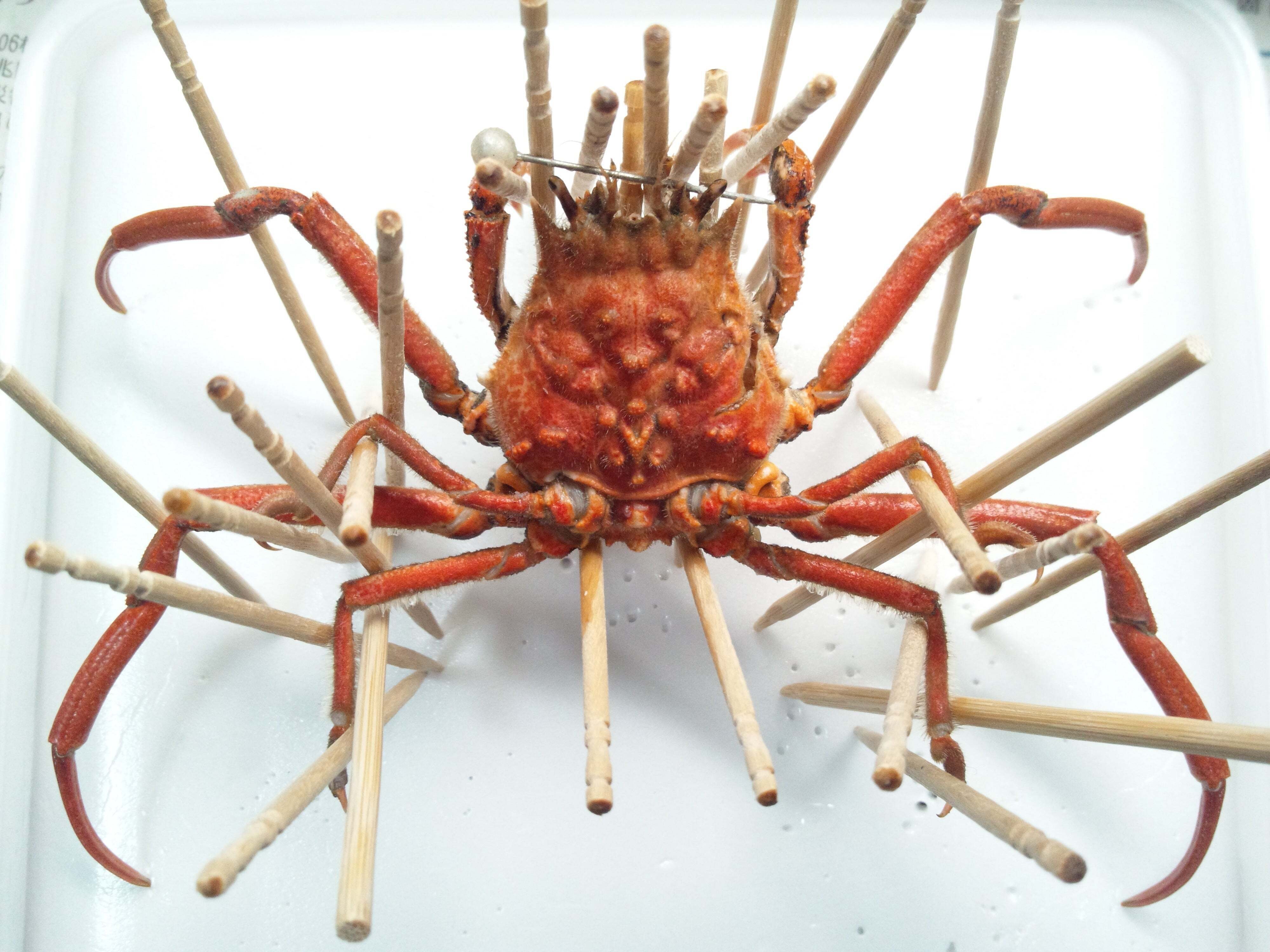 キメンガニの剥製を作ってみた｜魚道部！/ 剥製師 力石眞弘 (ﾁｶﾗｲｼ ﾏｻﾋﾛ)