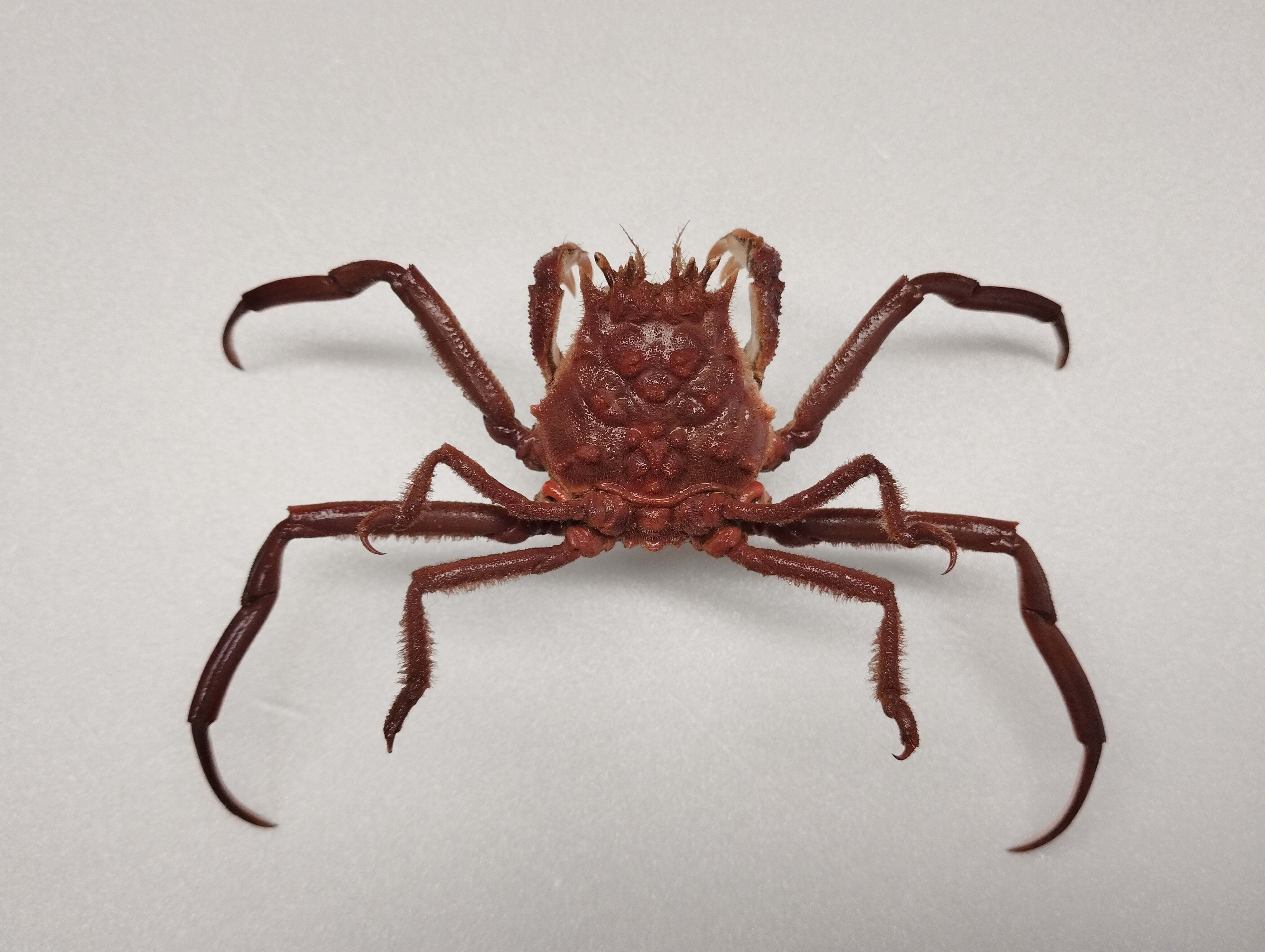 希少生物！？ 蟹 カニ 剥製 標本 カワリヒシガニ ヒシガニ系 甲殻類 自然