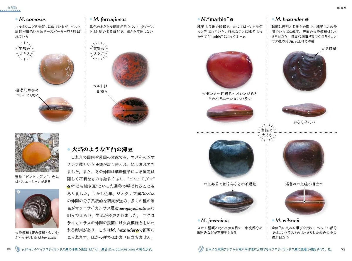 ビーチコーミング小事典で、海の漂着物がわかる！｜ブンイチ（文一総合 