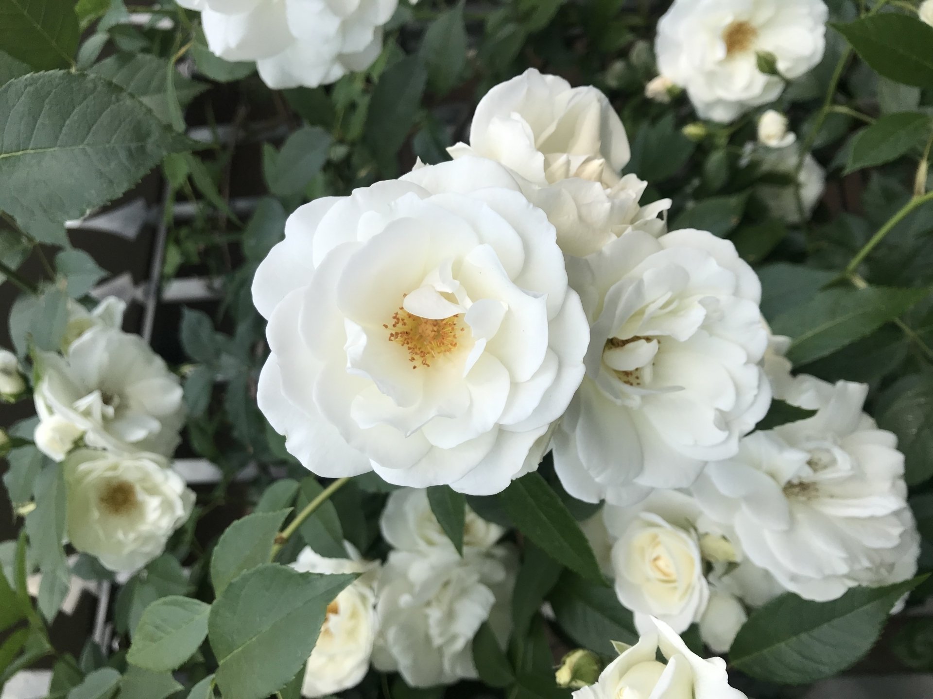 弔いのバラ｜鈴木咲子/ Sakiko Suzuki