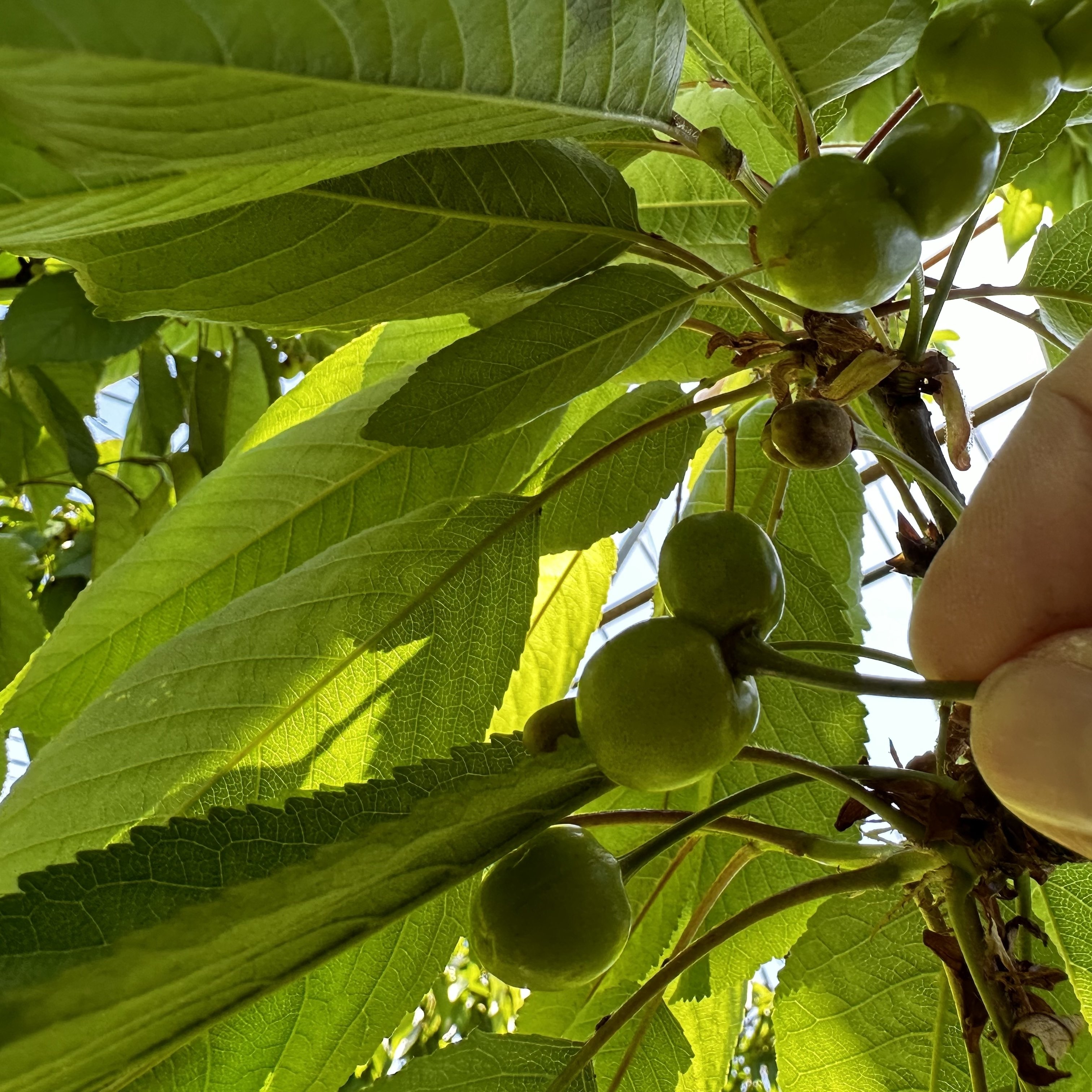 2024年さくらんぼの実情をお伝えします｜鶴岡市ふるさと納税公式note