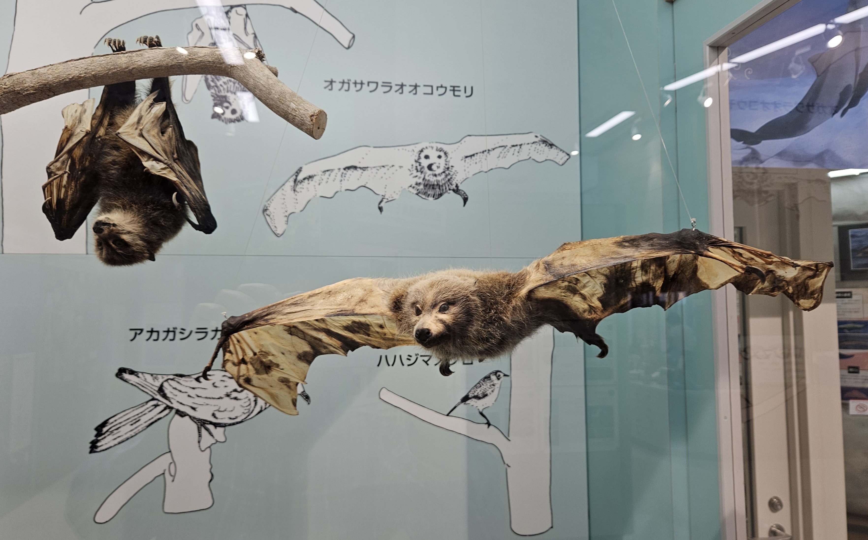 邦題「図説　翼竜百科」 動物大百科 別巻2 | ペーター ヴェルンホファー, Wellnhofer