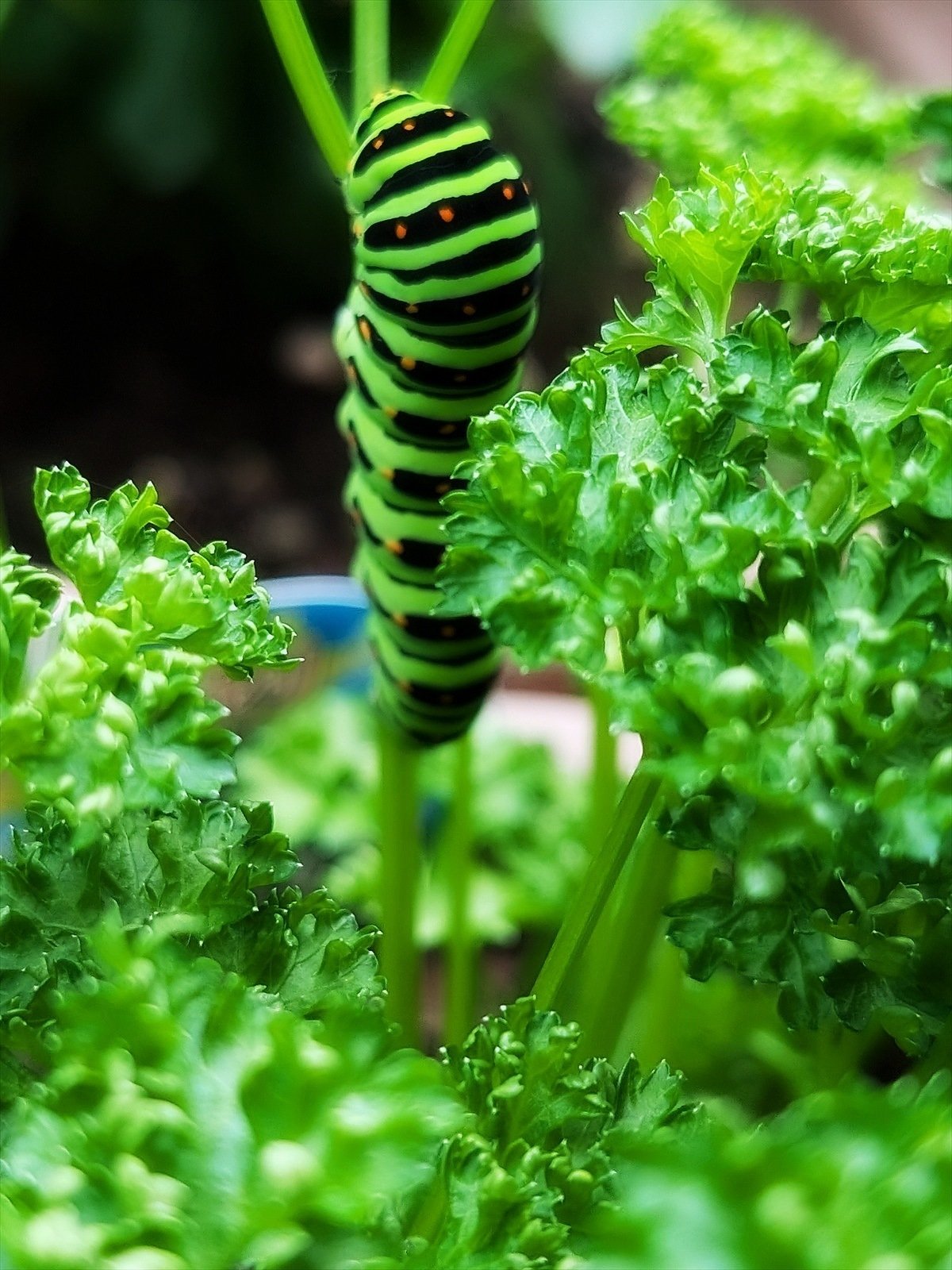 キアゲハ（1メス・ベトナム） キアゲハ（1メス・ベトナム） 【公式通販】