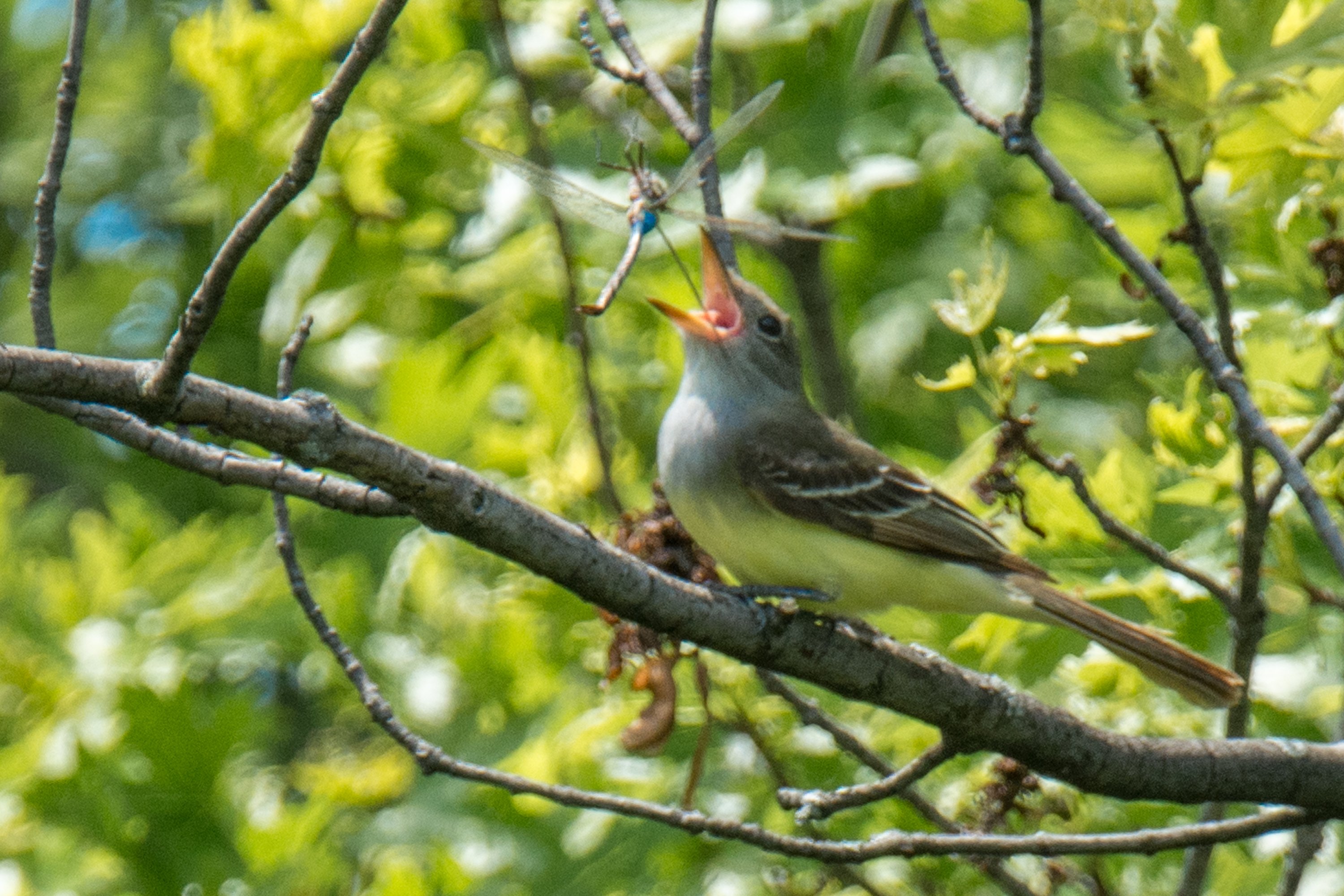 シカゴでバードウォッチング！】 Great Crested Flycatcher オオヒタキ