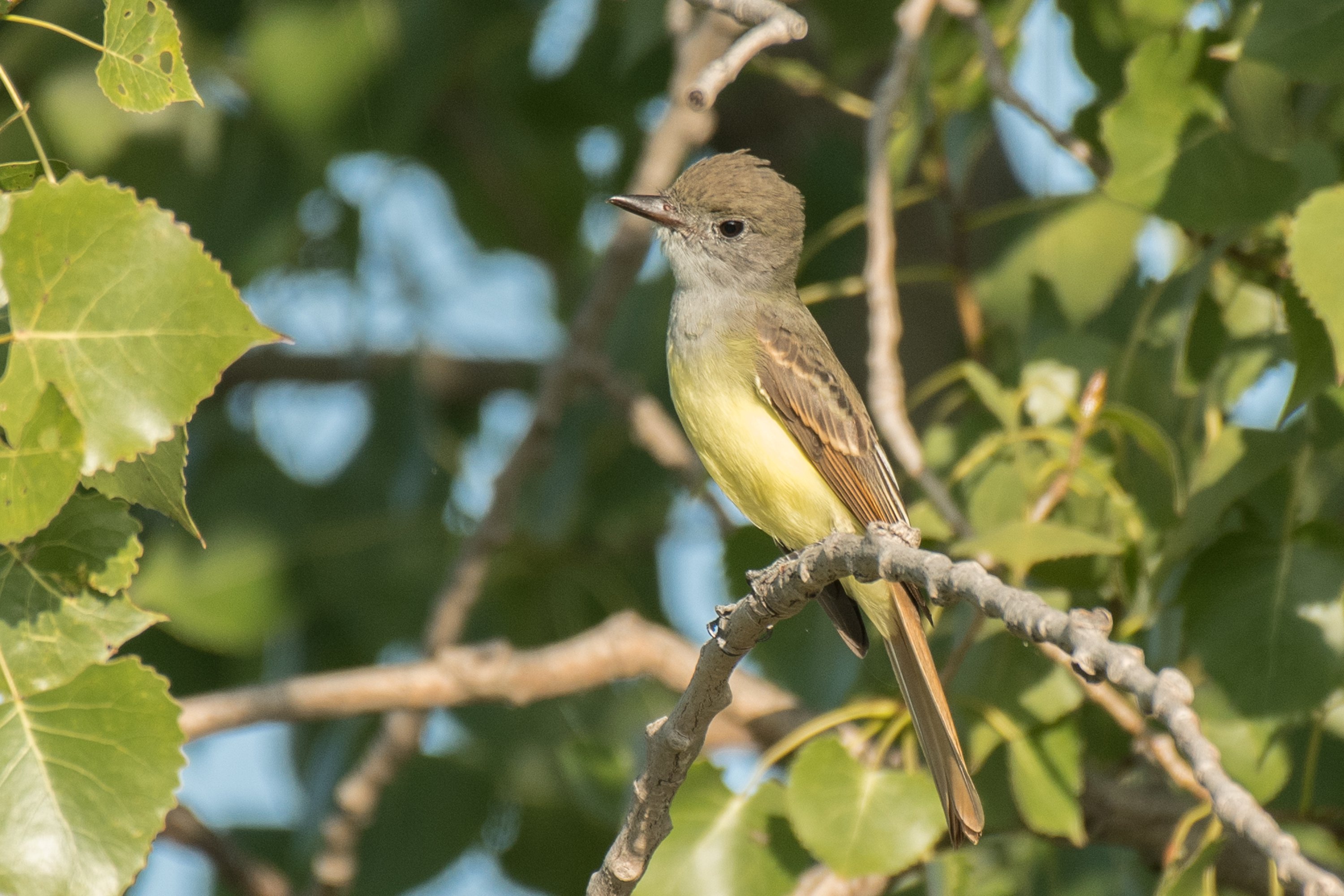 シカゴでバードウォッチング！】 Great Crested Flycatcher オオヒタキ