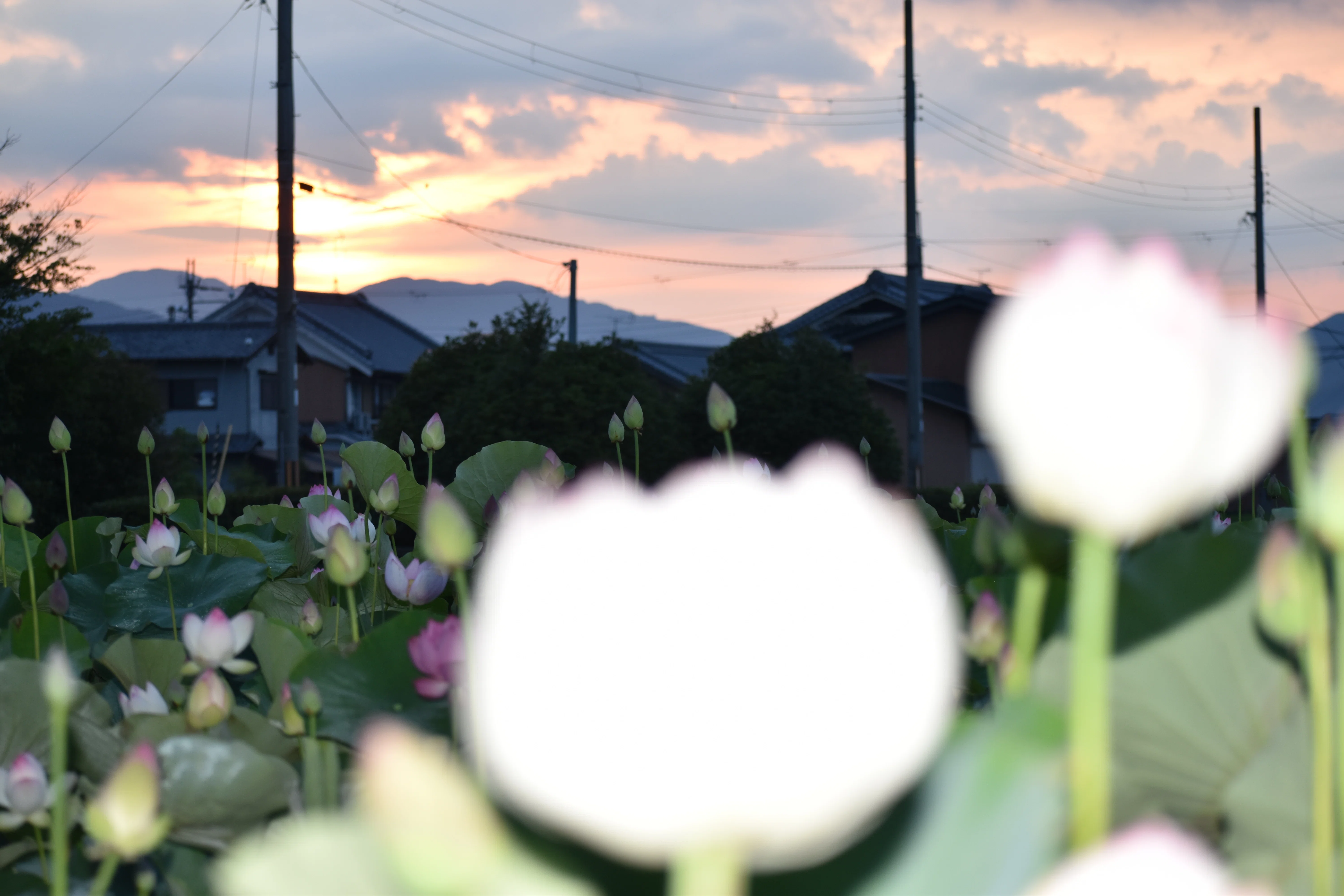 夜明けに蓮の花の咲く音を聴く(リベンジ編）（R6-6-6）｜高坂正澄
