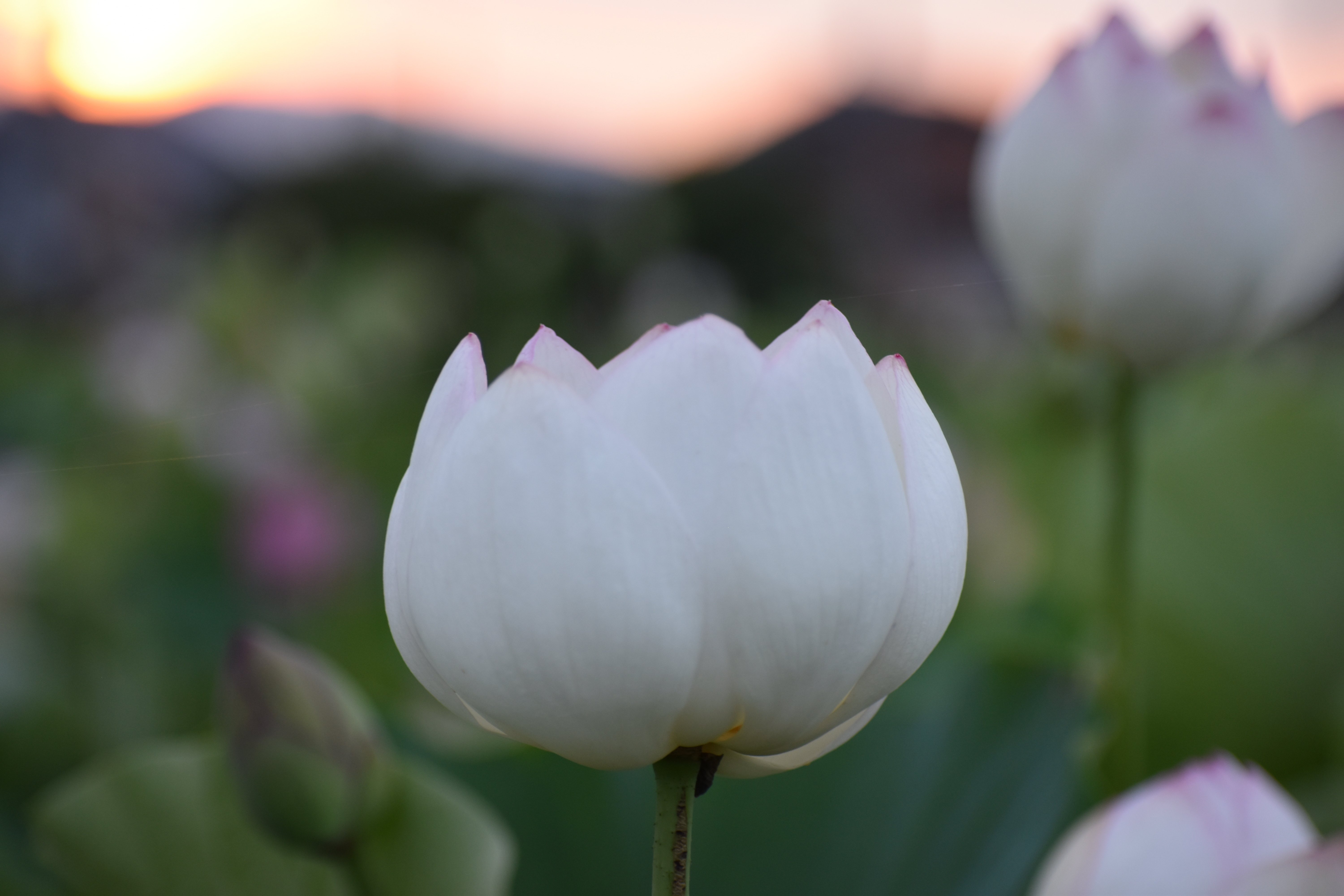 夜明けに蓮の花の咲く音を聴く(リベンジ編）R6-7-6｜高坂正澄