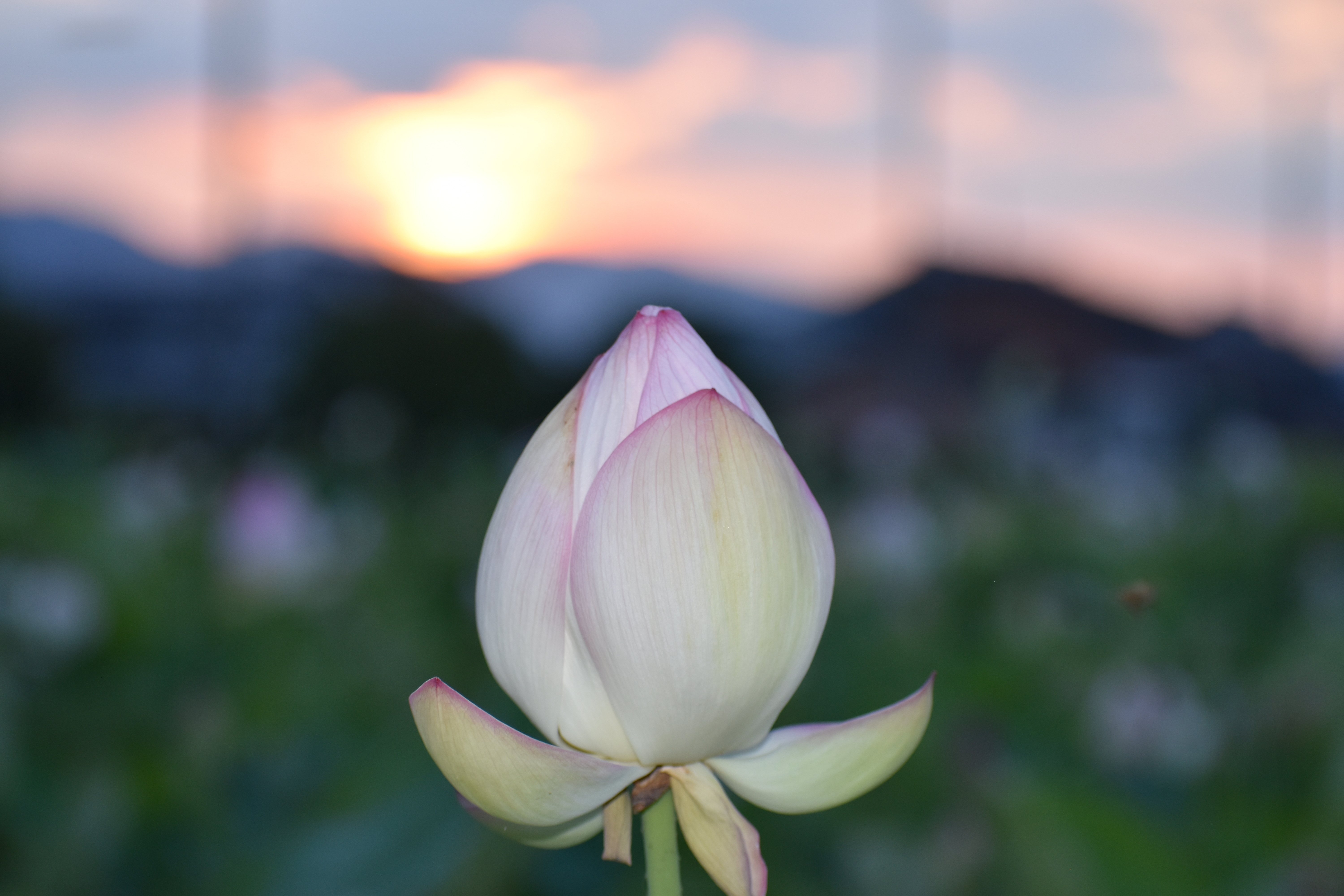 夜明けに蓮の花の咲く音を聴く(リベンジ編）R6-7-6｜高坂正澄