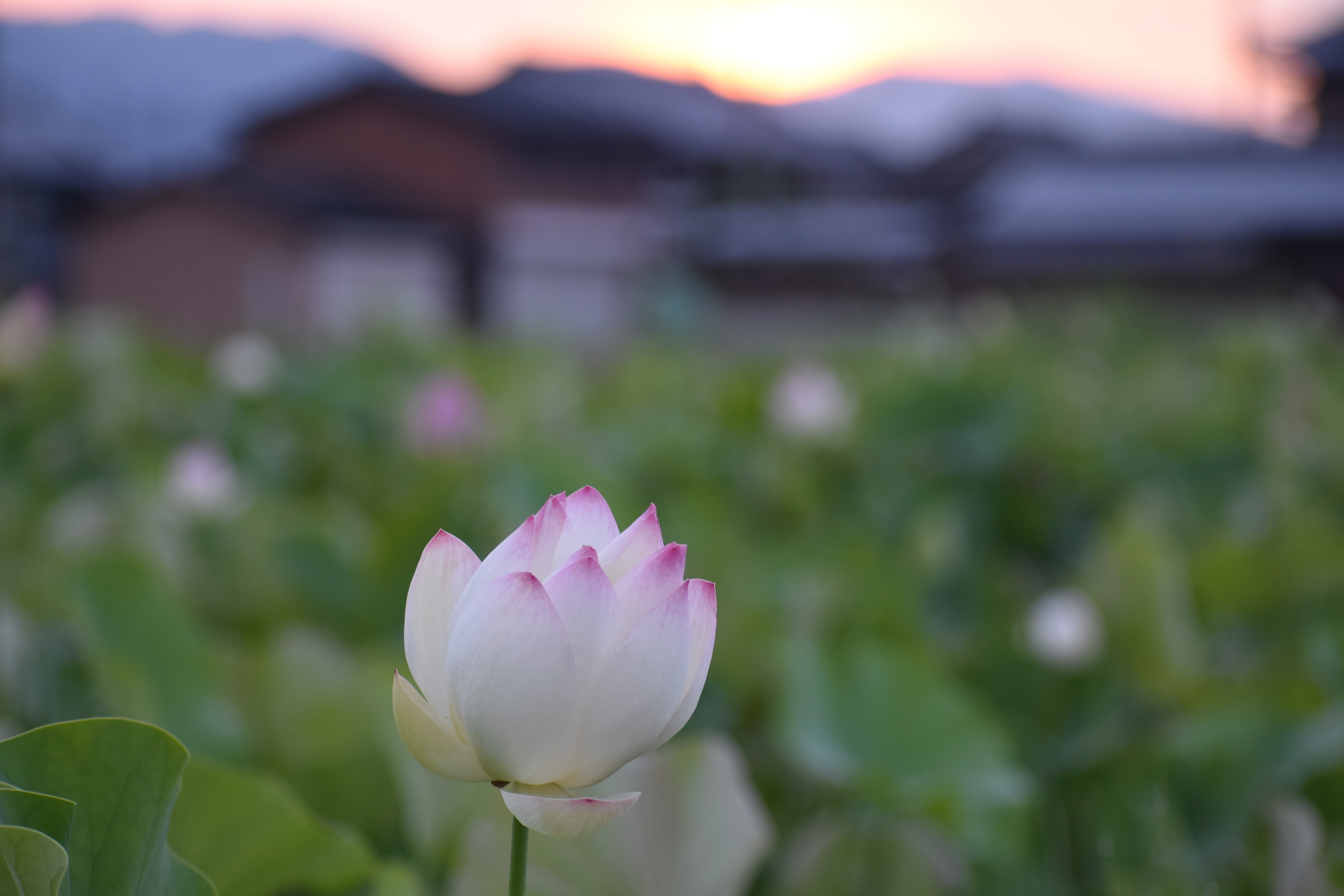 夜明けに蓮の花の咲く音を聴く(リベンジ編）R6-7-6｜高坂正澄