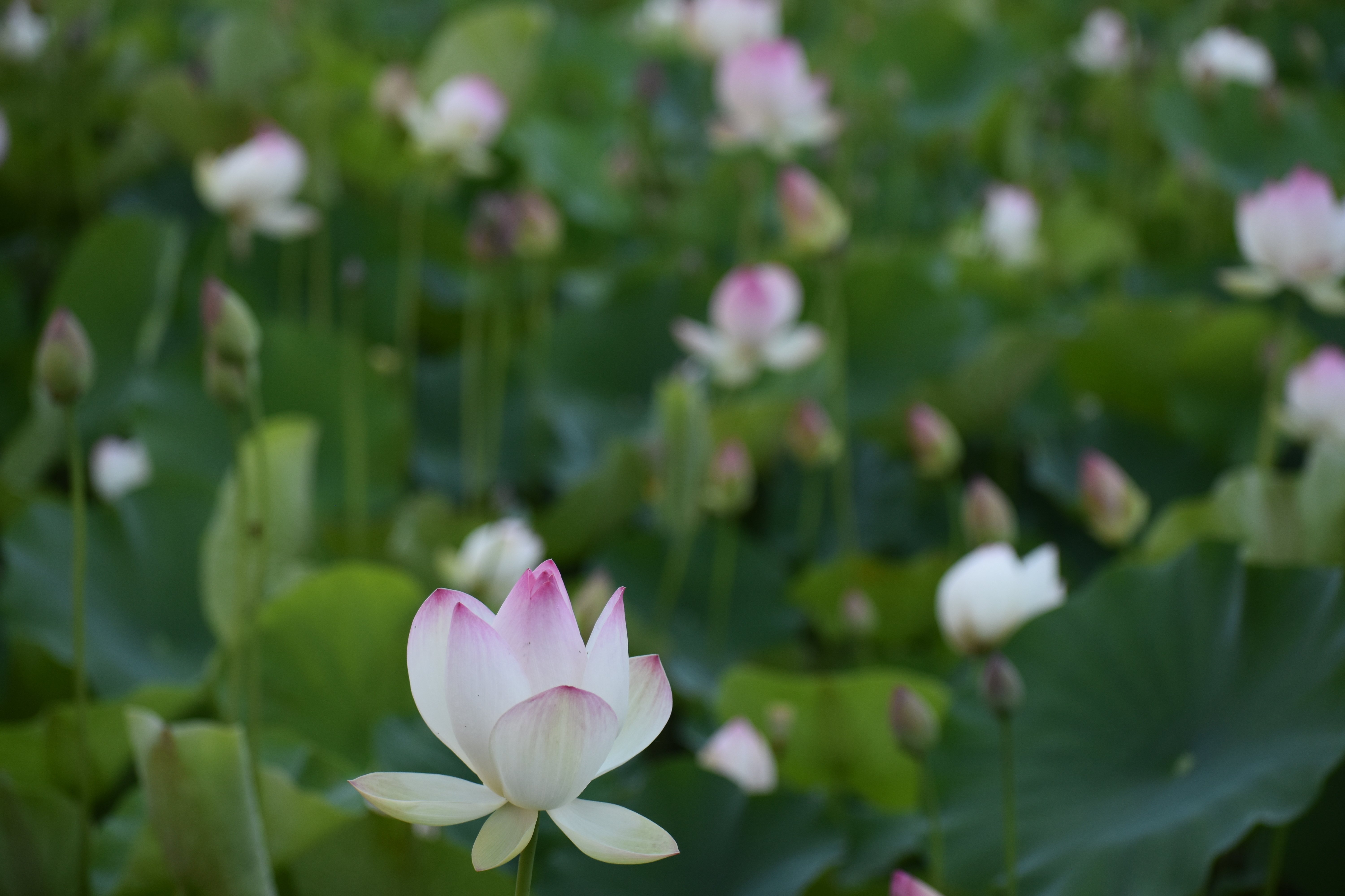 夜明けに蓮の花の咲く音を聴く(リベンジ編）R6-7-6｜高坂正澄