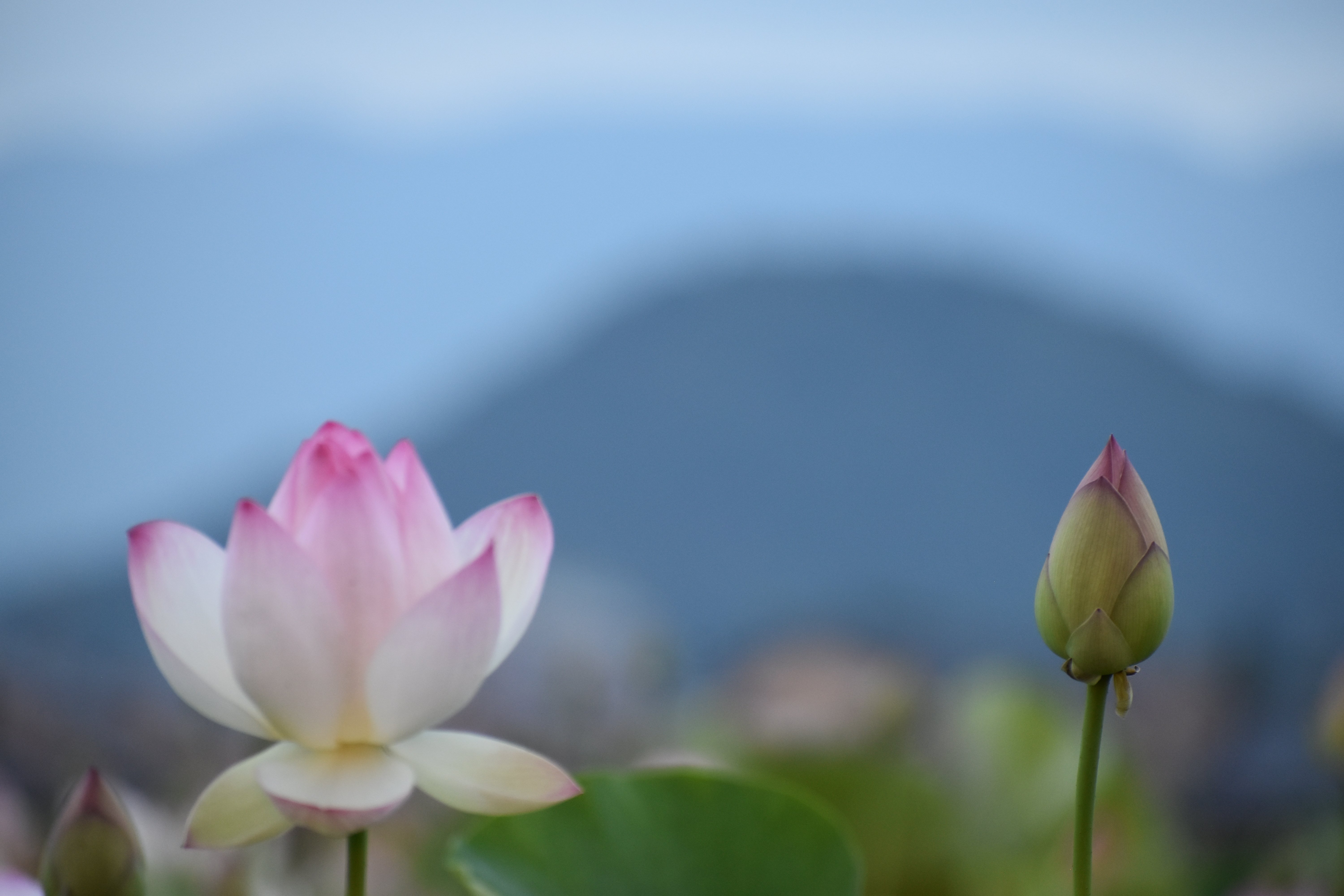 くし　旧蔵　紗音　蓮の花 くし 旧蔵 紗音 蓮の花 蓮の花｜saku