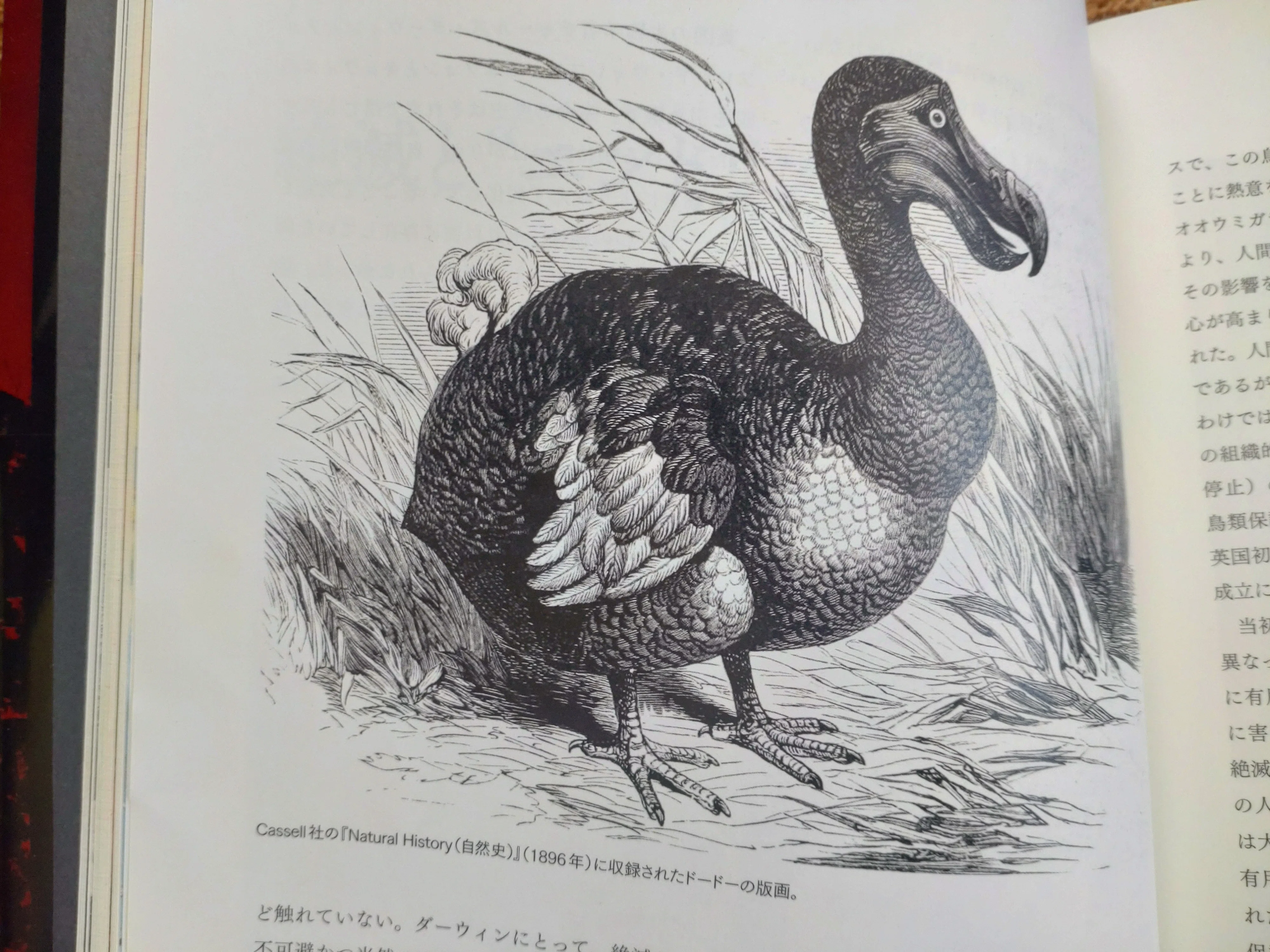 剥製標本はただの生物の死体なのか？｜サムシンエルス