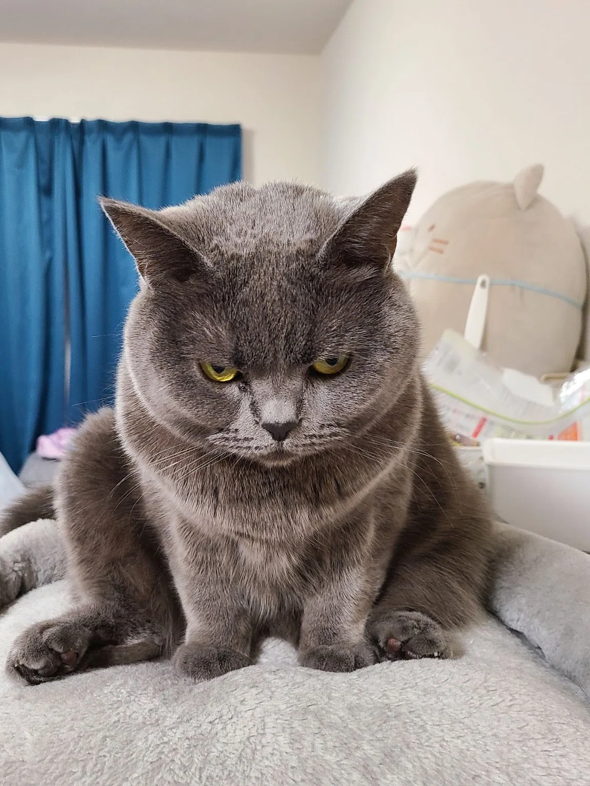 これは完全に「ニャンキー」威圧感たっぷりの猫ちゃん、そのコワモテな