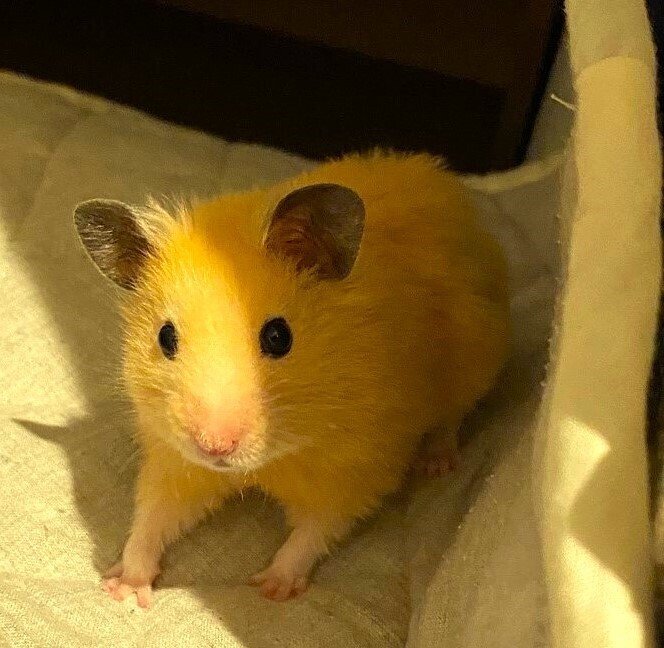 ハムスターぐらし～ 飼い主のつぶや記.｡oO あなどれないプリくま